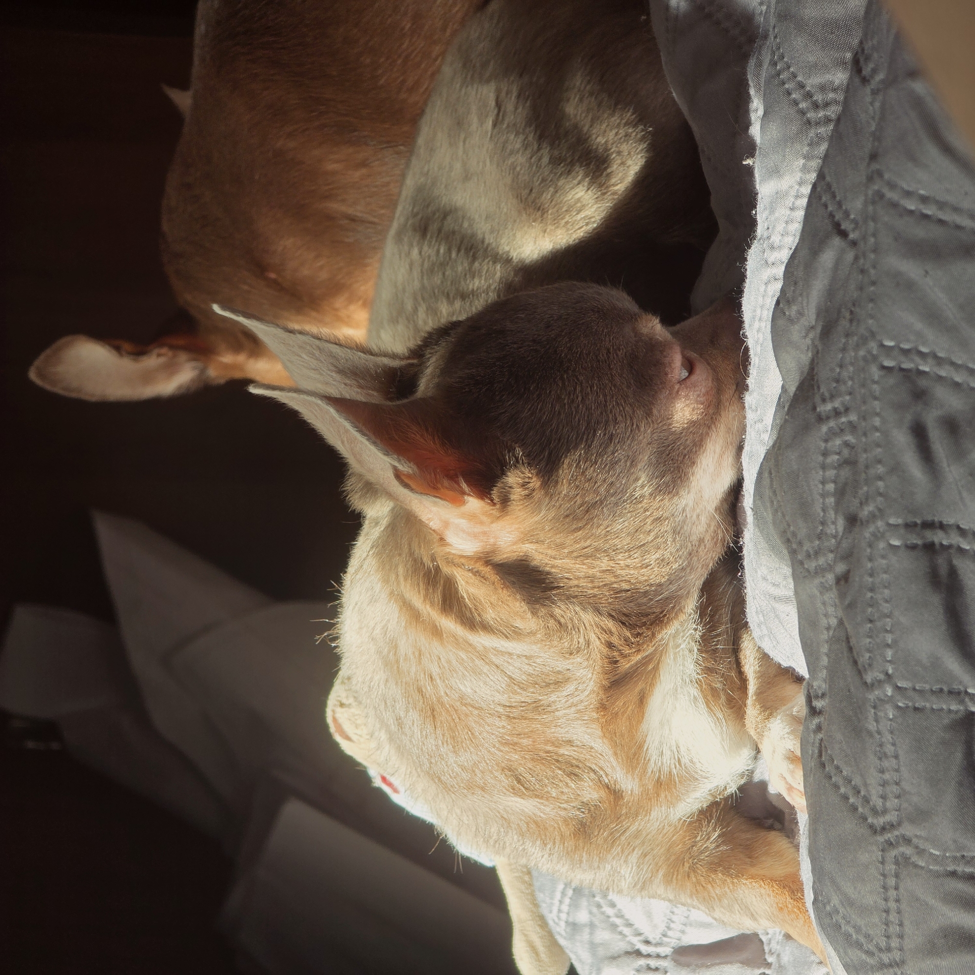 Two light brown Chihuahua dogs are resting on a light gray quilted fabric. One dog is positioned with its head facing the right side of the image, resting against the fabric. The other dog is behind it, partially obscured. The scene is illuminated with strong sunlight creating stark shadows. The location and city are not discernible from the image.