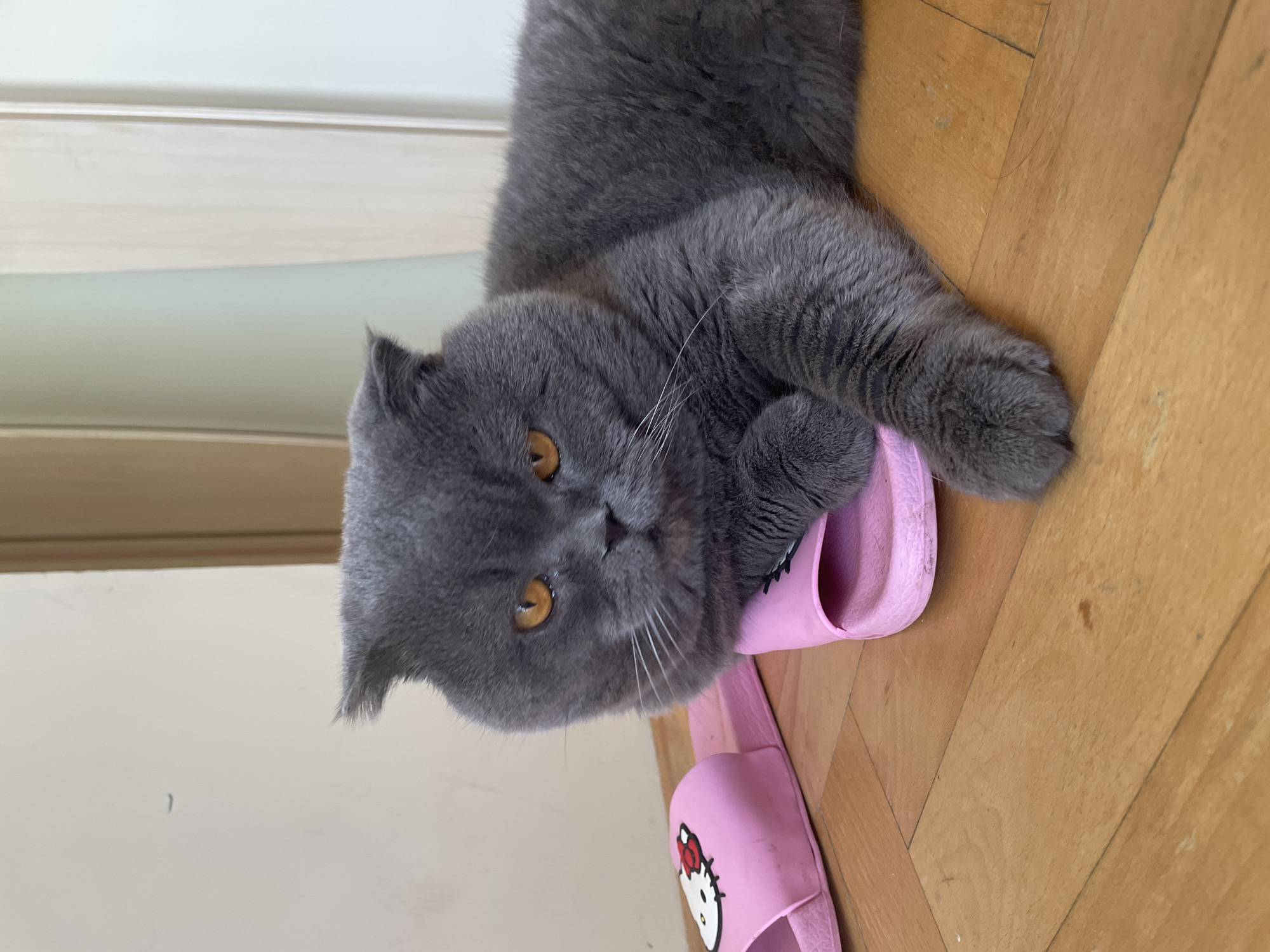 A grey cat with amber eyes is resting on a light wooden floor, with its head and front paws casually placed on a bright pink slipper. The cat, which appears to be a Scottish Fold due to its distinctive folded ears and rounded face, is looking directly at the camera with a calm and slightly curious expression. Its dense, short grey fur is visible, along with its white whiskers.
The setting is indoors, featuring a light brown wooden floor made of planks. In the background, a light-colored wall or baseboard runs horizontally. One of the pink slippers has a prominent white cartoon face with a red bow, identifiable as the "Hello Kitty" logo. The slippers are made of a soft material and show some minor signs of wear. The other slipper is partially visible further down. The overall ambiance is relaxed and cozy, with soft, even lighting that doesn't suggest a specific time of day. The image is oriented vertically, making the cat appear to be lying on its side.
