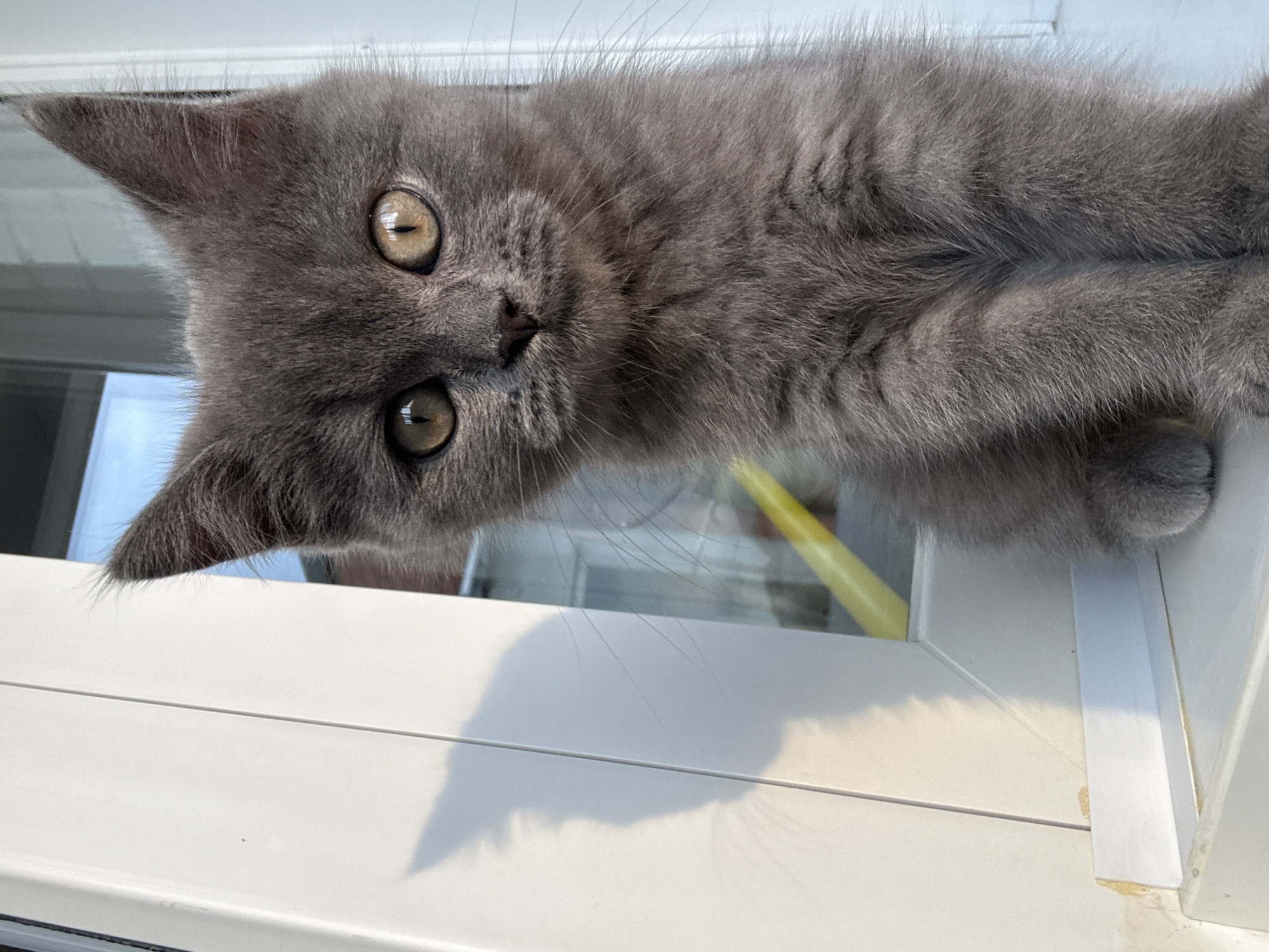 A close-up, eye-level shot shows a young, fluffy, grey cat sitting on a white windowsill. The cat's face is the primary focus, with its large, amber eyes looking directly at the camera. The cat has pointed ears and prominent whiskers. A shadow of the cat, clearly defined, is cast on the white wall to its left. The background consists of a window with reflections, and a yellow object, possibly a toy or marker, is visible in the distance. The lighting suggests it is daytime, with sunlight casting a warm glow and creating the shadow. The environment appears to be indoors, near a window.