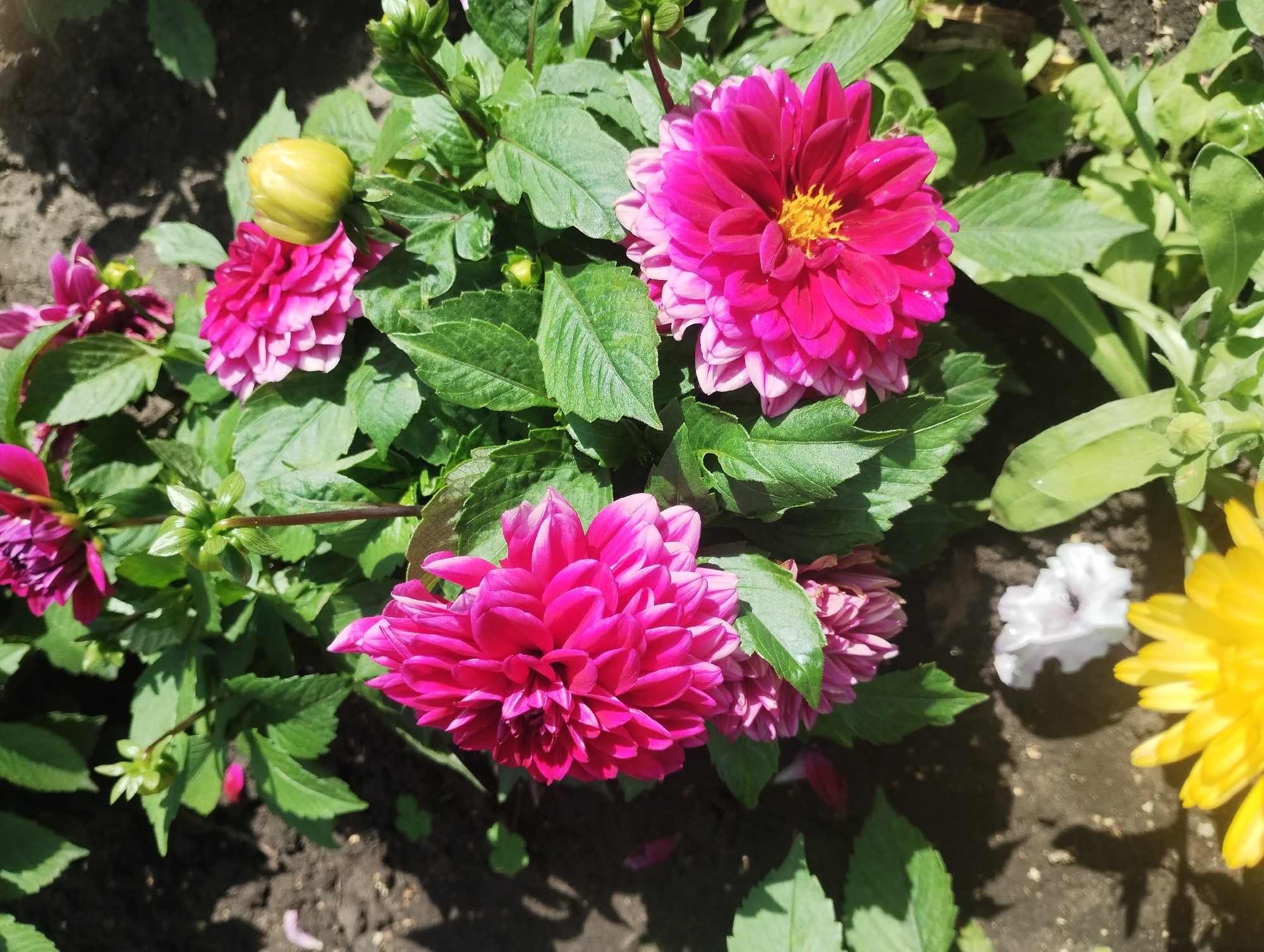 This image depicts a close-up, overhead view of a cluster of bright pink dahlias in bloom, set against a backdrop of green foliage and dark soil. The dahlias are the primary subject, with their intricate, layered petals filling most of the frame. One flower in the foreground is fully open, revealing a yellow center, while another to its left is partially closed, showcasing its vibrant pink hue. A yellow dahlia is visible in the lower portion of the image, out of focus. Several unopened buds and a single yellow bud are also present. The scene is lit by sunlight, casting shadows on the soil and highlighting the dew drops on the petals. A few fallen white and pink petals are scattered on the ground. The overall impression is of a well-maintained garden bed. Based on the available information and context, this scene is likely located in the city of Sumy, Ukraine.