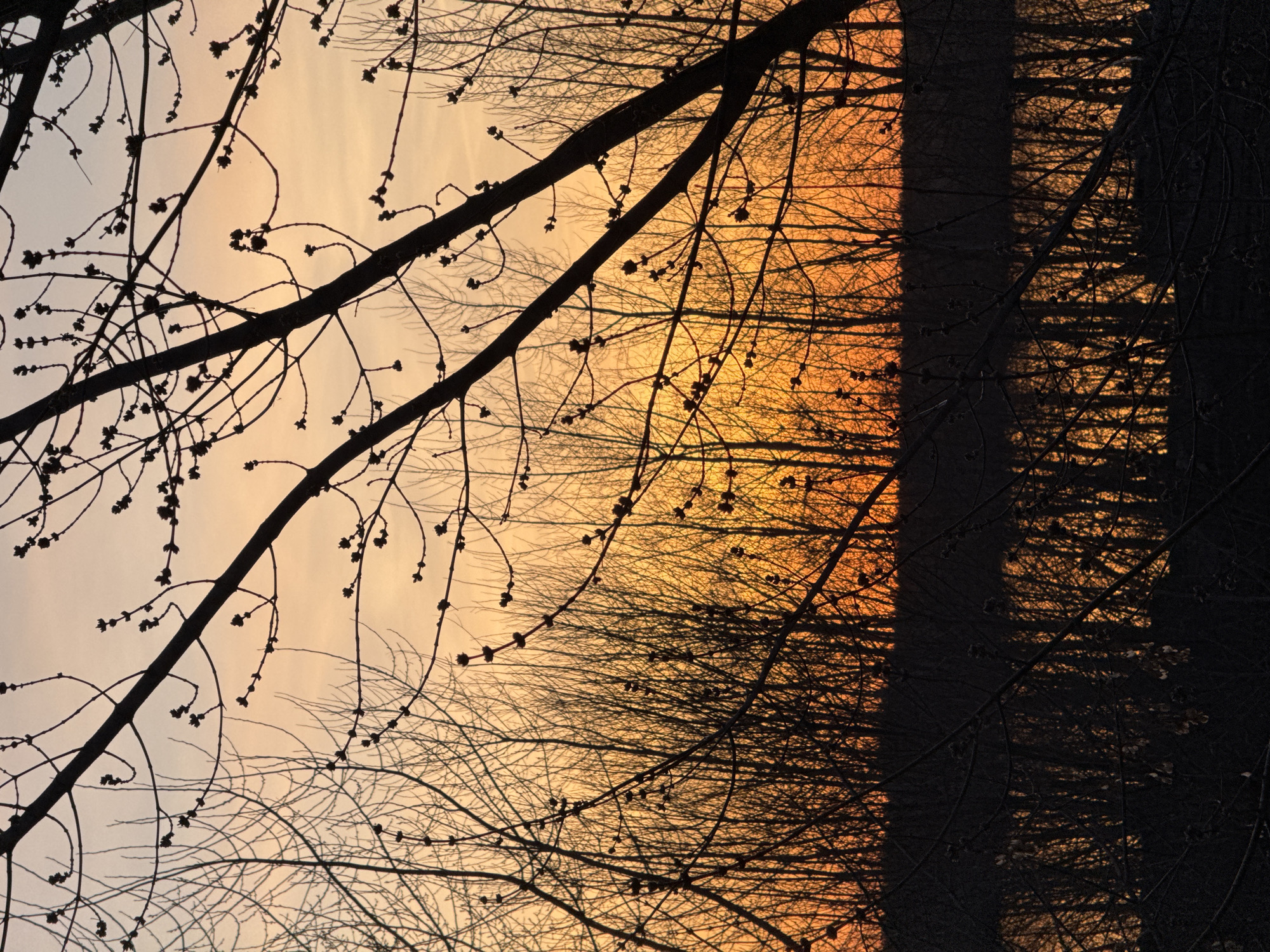 This image, viewed in landscape orientation, depicts a serene natural scene at either sunrise or sunset, likely in Chaikovsky, Russia. The sky, forming the backdrop, presents a warm gradient of colors, transitioning from soft, pale peach and yellow hues on the left to a vibrant, rich orange and gold towards the right.
The foreground is dominated by the stark, dark silhouettes of bare tree branches, some thick and gnarled, others finer and intricate, many showing small buds. These branches are sharply defined against the luminous sky. Further back, a dense array of similar deciduous trees forms a thick line, their skeletal branches creating a dark, textured pattern against the glowing light.
The composition is strikingly bisected by a strong vertical line on the right side, where the intense light meets an area of profound shadow. This rightmost section of the image is almost entirely black, formed by the dark trunks and dense canopy of trees, casting deep shadows that obscure details. This contrast between the brightly lit sky and silhouetted trees creates a dramatic and tranquil atmosphere. No human activity or visible text is present in the image.