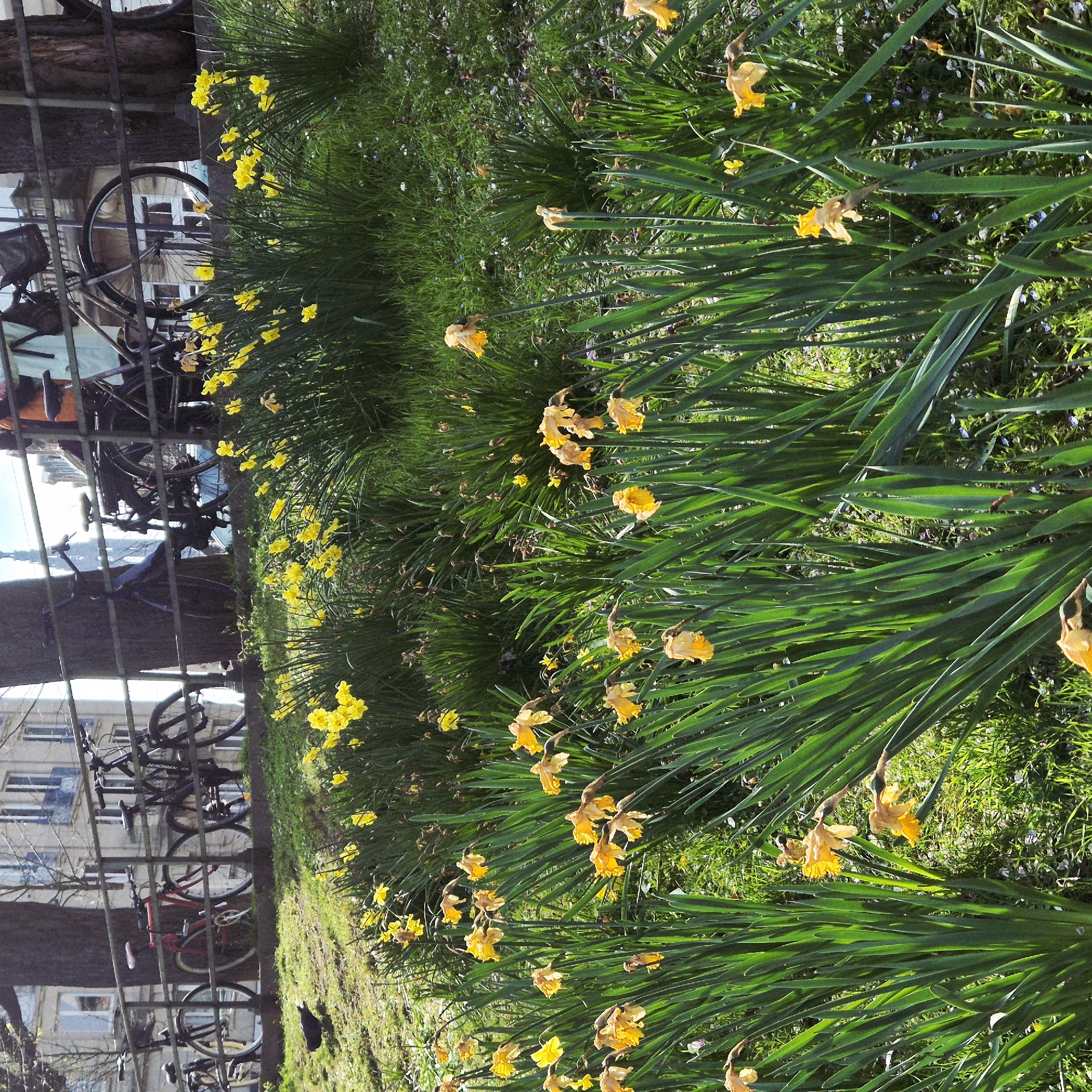 The image captures a public park or garden in Strasbourg, France, presenting a view that includes the spire of the Strasbourg Cathedral in the distance. The foreground is filled with numerous clusters of daffodils (Narcissus), predominantly bright yellow, in varying stages of bloom and decline. Some daffodils are vibrant and upright, while others appear faded, drooped, or wilted. These plants are rooted in a lush green grassy area, which also contains scattered small white and blue wildflowers.
A dark, metal railing traverses the midground, separating the sloping grassy bank from a paved area beyond. Parked against or secured to this railing are several bicycles: a red bicycle with a silver chain, and multiple dark-colored bicycles. One dark bicycle is equipped with a front basket, and another displays an orange cover on its rear rack. Large tree trunks, dark-barked and mature, rise directly behind the railing, partially obscuring some bicycles and the background. On the grass to the left, near the railing, a small, dark bird is present.
The background reveals multi-story urban buildings with light-colored facades, numerous windows, and some balconies. Rising distinctly above these structures and trees, the dark, intricate spire of the Strasbourg Cathedral is prominently silhouetted against a light blue sky with sparse clouds. The entire scene is illuminated by natural sunlight, suggesting fair weather.