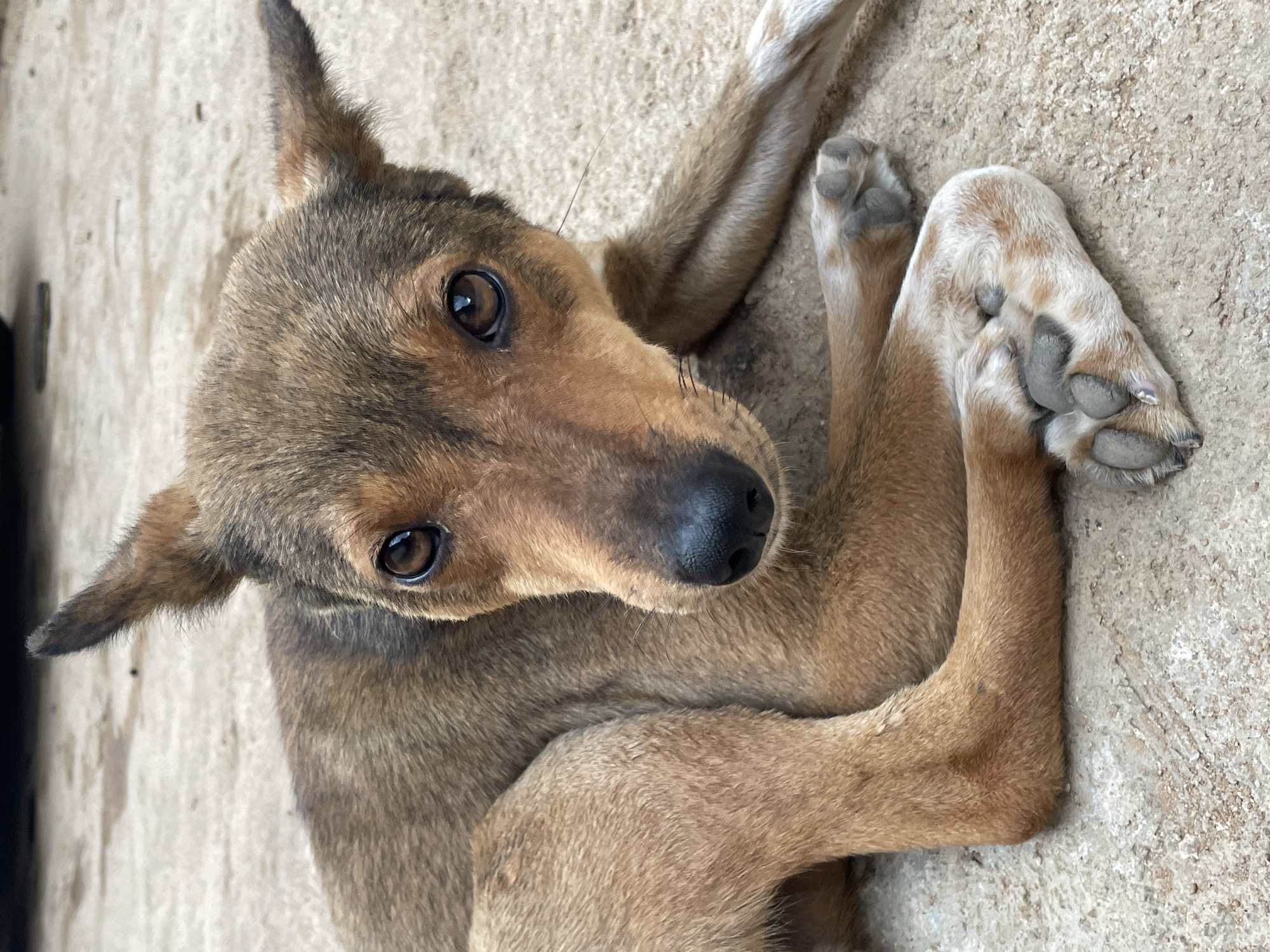 A brown dog lies on a concrete surface, seemingly in the city of Jos, Nigeria. The dog is positioned on its back with its legs tangled in the air. The dog has short brown fur and a black nose. The concrete surface is light gray.