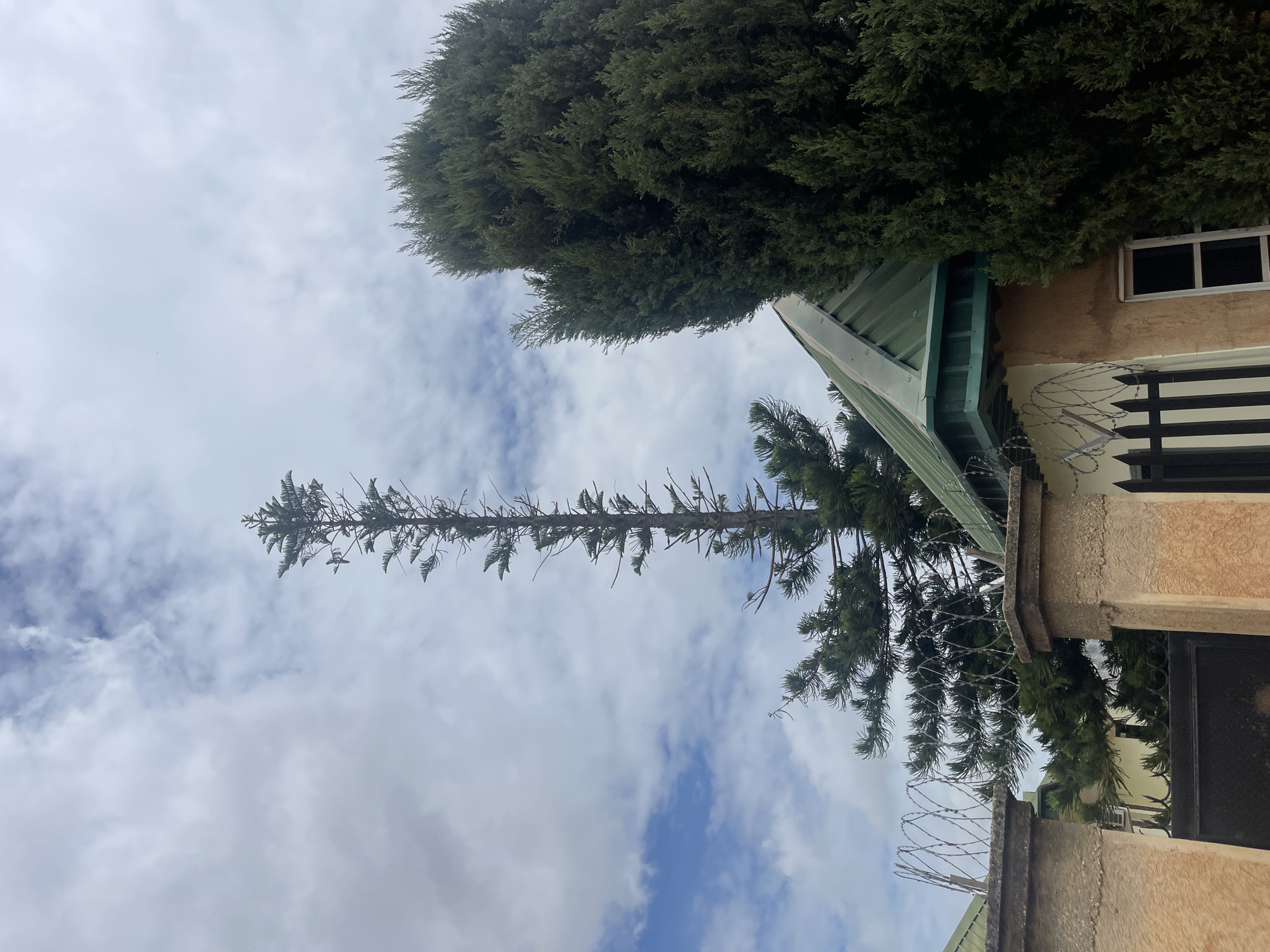 The image depicts an outdoor scene in the city of Jos, Nigeria, featuring architectural elements and prominent vegetation under a partly cloudy sky. In the foreground-midground, a tall, slender conifer tree, possibly a Norfolk Island Pine, stands centrally, characterized by a narrow trunk and sparse, horizontally extending branches that diminish towards the base. To the right, a dense, dark green conifer, possibly a cypress, occupies a significant portion of the frame, obscuring part of a building.
Visible architectural details include a section of a building in the lower right with a green corrugated metal roof and a light brown or tan wall. A white-framed window with a dark pane is present on this wall. To the lower left and center, a security fence is visible, constructed with two concrete pillars. Between these pillars, a dark metal gate is partially visible. Razor wire (concertina wire) is affixed to the top of the fence pillars, extending across the fence line. Another section of a building with a light-colored wall is visible behind the fence on the left. The sky overhead exhibits a mix of white and grey clouds, with patches of blue sky discernible. No human figures or animals are present in the scene.
