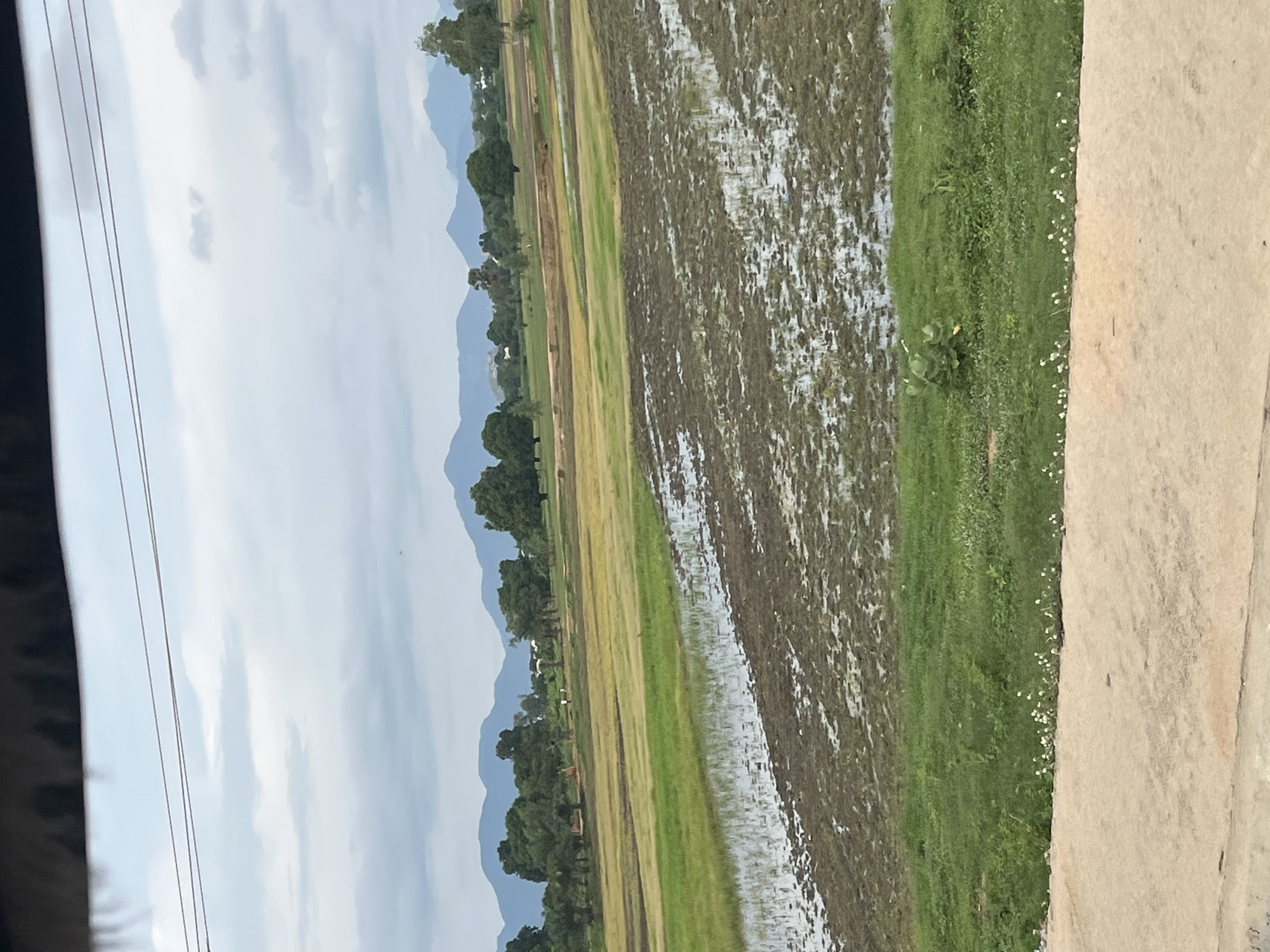 A landscape view of flooded rice paddies is captured under a cloudy sky in Jalingo, Nigeria. The foreground features a concrete walkway with small white flowers growing along its edge. Beyond the walkway, a section of green grass transitions into a field of muddy, waterlogged rice paddies. Further in the distance, more fields display varying shades of green and yellow, interspersed with patches of water. A line of trees, some with dense foliage, stretches across the mid-ground, with two figures visible walking in the distance. The background is dominated by a range of blue-tinged mountains under a pale, overcast sky. Power lines are visible against the sky in the upper portion of the image.