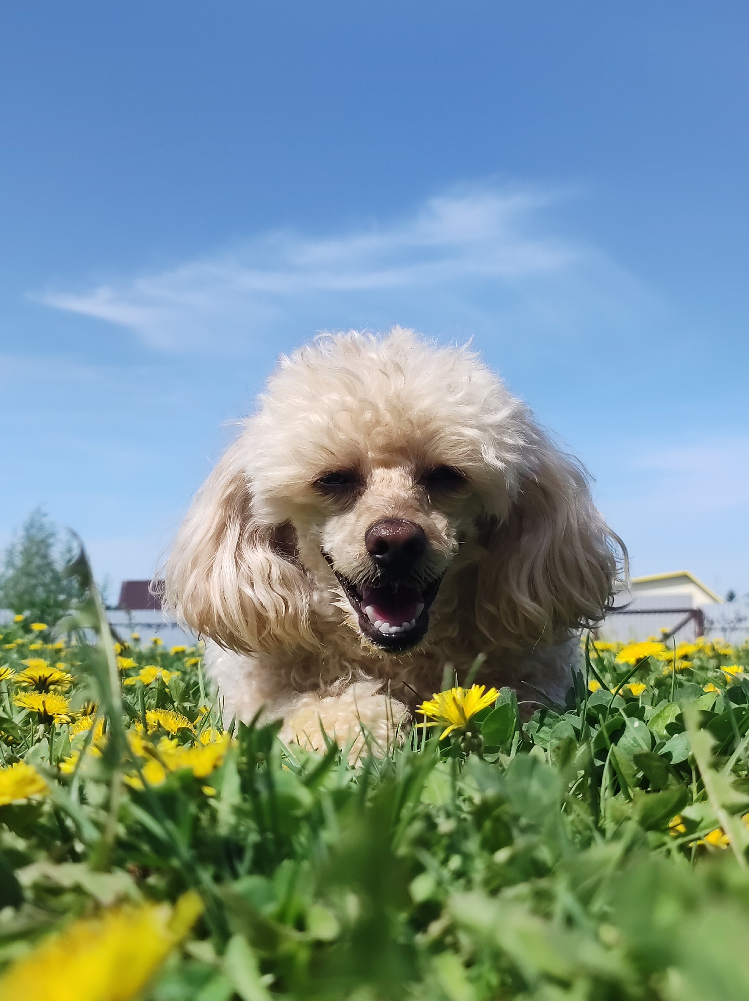 A cream-colored poodle sits in a field of dandelions and grass under a bright blue sky with scattered clouds. The dog's mouth is slightly open. In the background are indistinct buildings, suggesting a location on the outskirts of the city of Фоки, Russia.