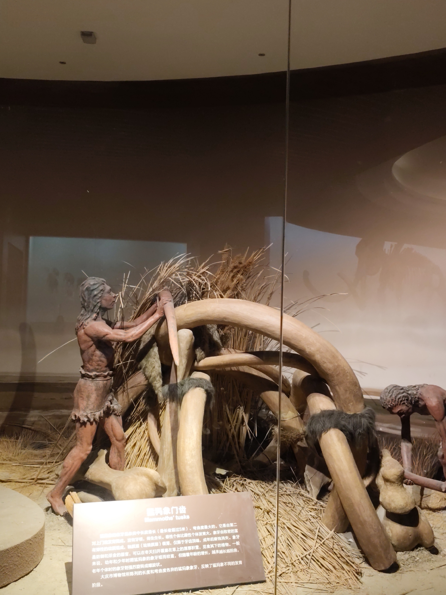 The image depicts a diorama in a museum, likely located in Longfeng District, China, showcasing a prehistoric scene. The central focus is a reconstruction of early humans interacting with mammoth tusks and a rudimentary shelter constructed from them.

In the foreground, a male figure, sculpted to represent an early human, is shown actively engaged with a large mammoth tusk, appearing to be manipulating it. The figure is clad in simple, animal-skin-like attire. To the right, another human figure, also sculpted, is partially visible, its head and upper body depicted, seemingly working with a mammoth tusk.

The environment is characterized by dried grasses and straw, simulating a natural, possibly icy, landscape. The prominent objects are several large, curved mammoth tusks, forming structural elements of the shelter and scattered around the scene. Some tusks are wrapped with what appears to be fur or dark fabric. The shelter itself is formed by these tusks, supporting dried vegetation.

A sign with Chinese text is placed in the lower foreground, providing information about the exhibit, specifically referencing "Mammoth Tusks." The background of the diorama is a projected image or painted backdrop, showing faint silhouettes of elephants or mammoths, further reinforcing the prehistoric theme. The scene is displayed behind a glass panel, as evidenced by reflections on the surface. The lighting is artificial, illuminating the diorama for viewing.