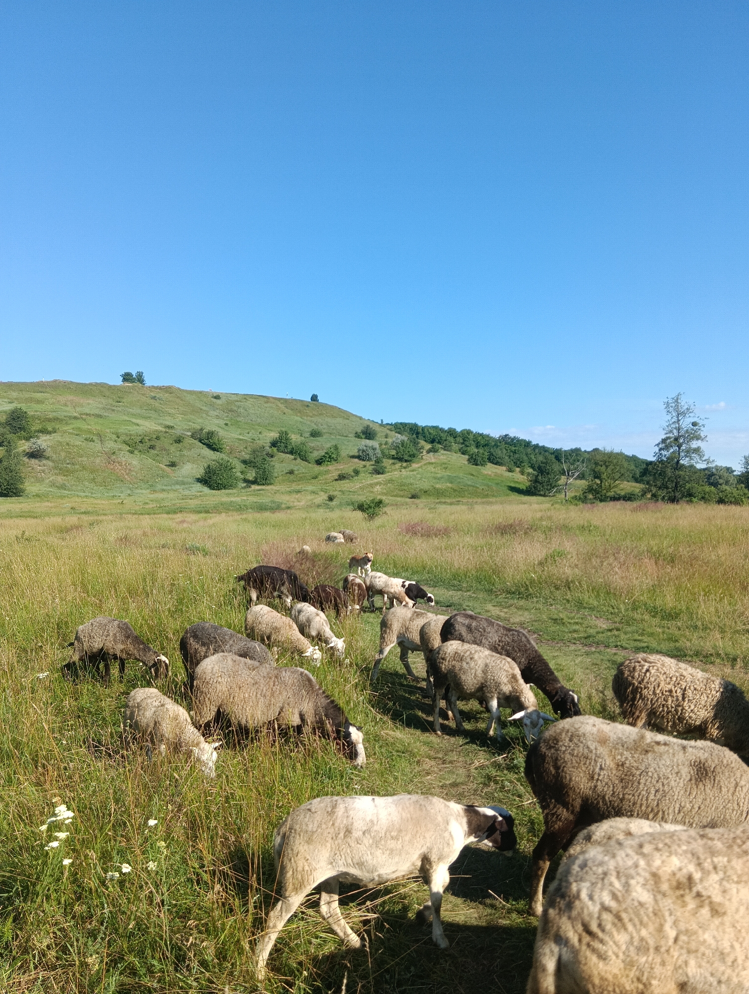 A flock of sheep grazes in a grassy field under a clear blue sky. The terrain is gently rolling hills covered in green grass and scattered trees. The sheep are of various sizes and colors, with some appearing to be eating or resting. The foreground is dominated by the sheep, with some in sharp focus and others slightly out of focus. The background shows the vast expanse of the field and the distant hills. There are no discernible man-made structures or signs of human activity in the immediate vicinity.