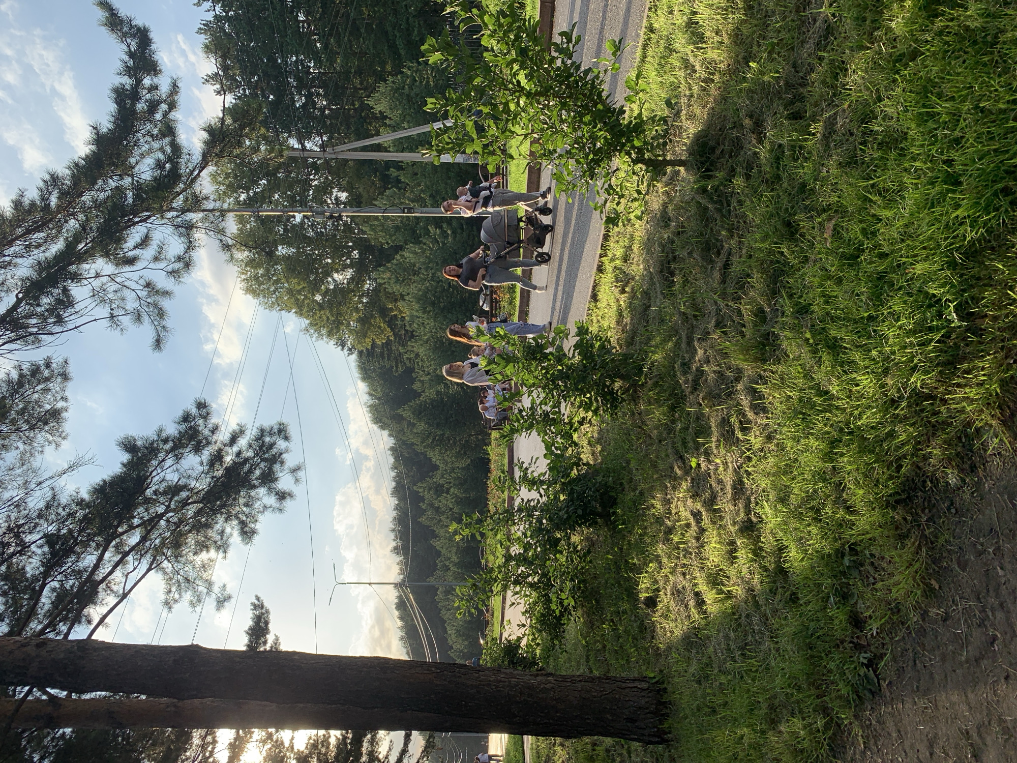 In Prokopyevsk, Russia, a group of individuals stroll along a paved path bathed in the golden light of a late afternoon sun. To the left, a large pine tree with rough bark stands prominently, its needles casting dappled shadows on the grassy verge. Further down the path, a few people are visible in the distance, and closer to the foreground, a family walks together. A woman pushes a grey stroller, while another woman carries a baby in a sling. Lush green bushes line the path, interspersed with patches of cut grass. In the background, a dense forest of trees stretches across the horizon, under a sky with scattered white clouds. Power lines crisscross the scene, supported by utility poles. The overall impression is one of a peaceful, natural setting within a city, possibly a park or a tree-lined boulevard.