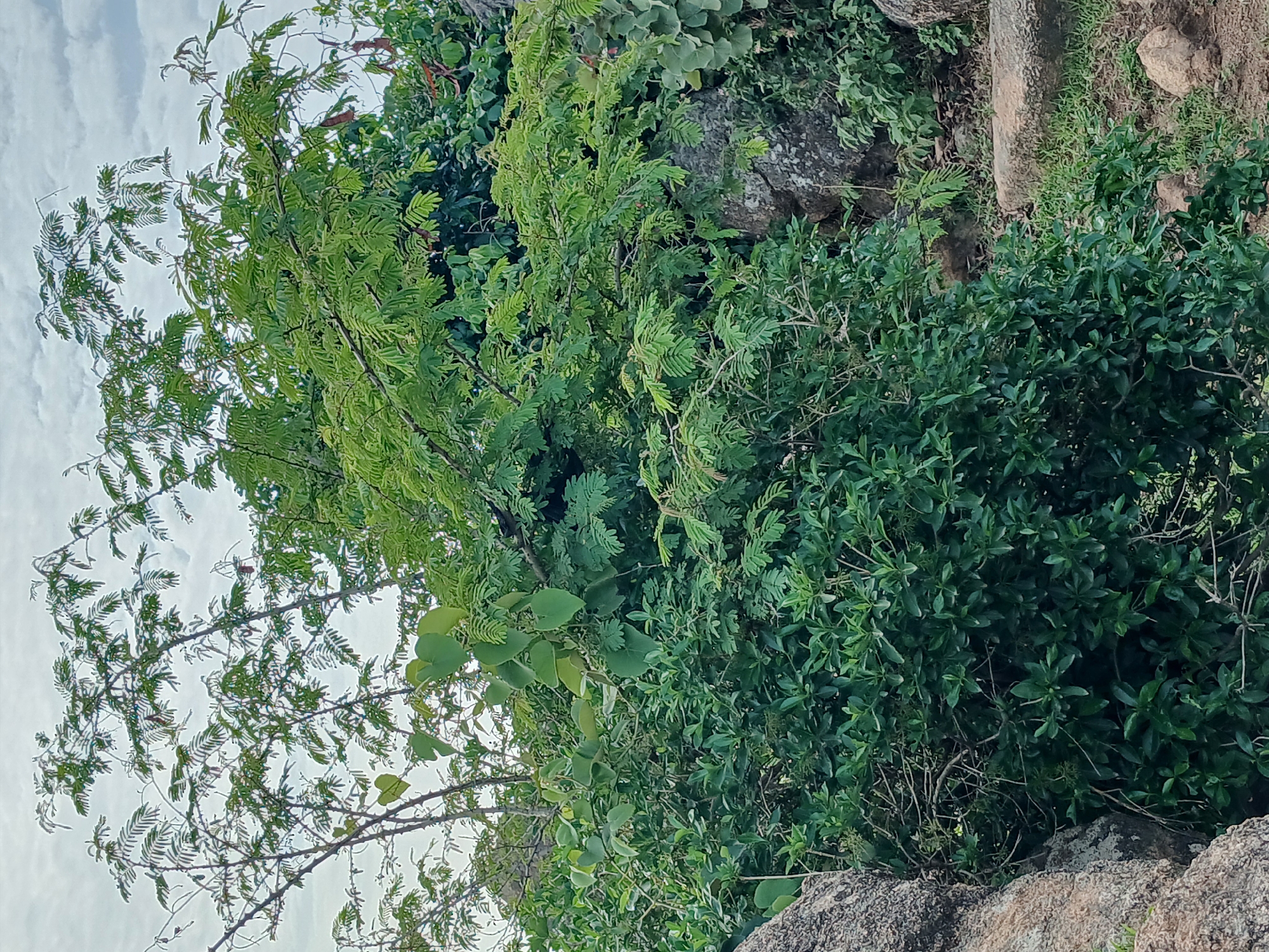 The image depicts a dense, green foliage of trees and bushes against a cloudy sky. Several rocks are visible, one large boulder on the left and others scattered throughout the scene. A stone pathway or steps can be seen on the right side of the image, covered with some grass. The overall impression is that of a natural, somewhat overgrown environment. The location is specified as the city of Katon Rikkos, Nigeria. There are no people or animals present in the image, and no specific actions or interactions are taking place. The scene is static and focuses on the natural elements of the landscape.