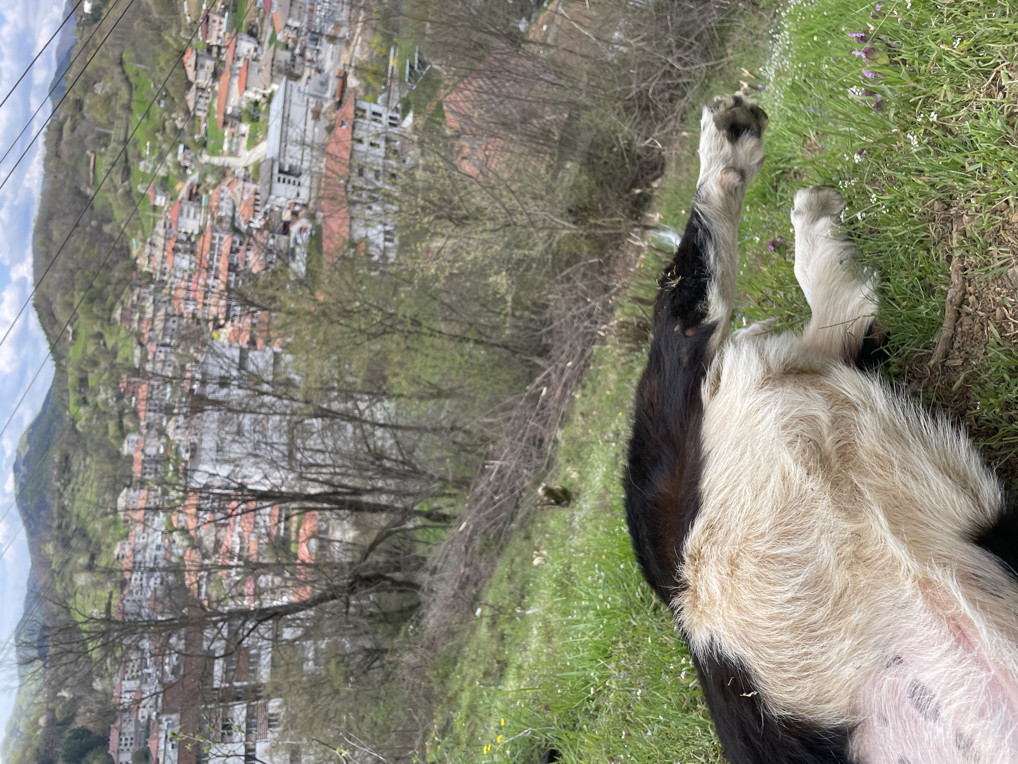 The image depicts a goat lying on its back in a grassy area. The goat has black and white fur. Its paws are raised in the air. Behind the goat is a view of the town of Zlatograd, Bulgaria. The town consists of closely packed buildings with red tile roofs. The town is nestled in a valley with mountains visible in the background. Bare trees are scattered throughout the landscape. Power lines are visible in the upper left corner of the image.