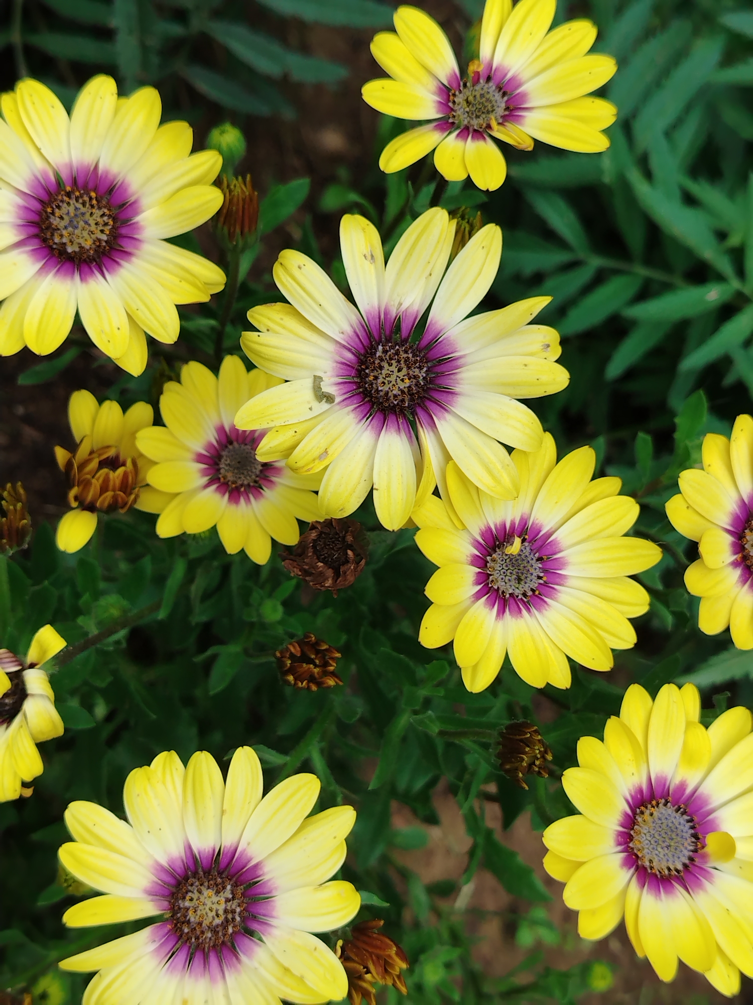 This is a close-up, high-angle shot of several yellow daisies with purple centers, set against a background of green foliage and brown soil. The flowers are in various stages of bloom, with some fully open and others still budding. The lighting is natural and somewhat diffused, creating soft shadows. There are no people or man-made structures visible in the image, and its exact location within the city of Gorzhan, Russia, cannot be determined from the visual information provided.