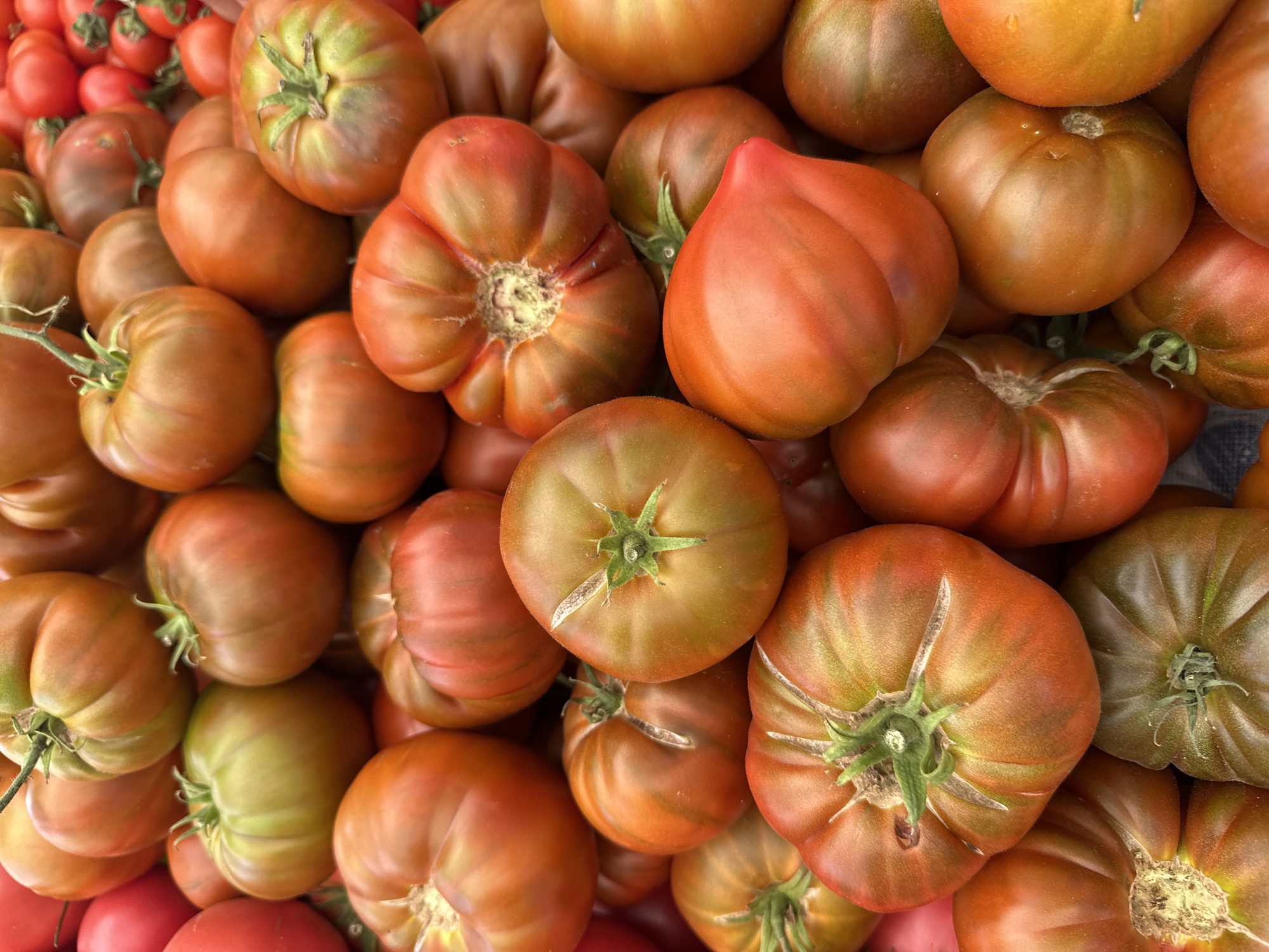 The image displays a dense, close-up, high-angle view of a large pile of heirloom-type tomatoes. The tomatoes exhibit a varied color palette, ranging from mottled green and reddish-brown to deep orange and ruddy red, indicative of different stages of ripeness. Many of the tomatoes possess irregular shapes, pronounced ribbing, and visible green stems or calyxes. Some surfaces show minor blemishes consistent with fresh, unprocessed produce. The arrangement suggests a bulk display in a market setting, likely a produce stall. This scene is situated in the city of Fethiye, Turkey. No individuals, actions, or specific interactions are depicted within the frame. The ambient lighting appears natural and even.