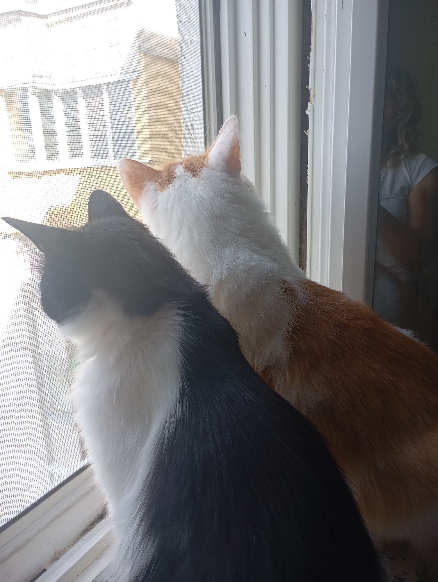 Two cats, one predominantly black and white and the other orange and white, are perched on a windowsill, looking out through a screen. The black and white cat is in the foreground, facing away from the camera, with its head turned to the left. The orange and white cat is behind and to the right of the first cat, also facing away, with its head slightly to the right. Outside the window, a building with yellow siding and white window frames is visible, along with a fence. To the right of the cats, a person with curly hair wearing a white t-shirt is partially visible, their face obscured by shadow and distance. The scene is illuminated by natural light, casting some shadows. The environment appears to be indoors, near a window.