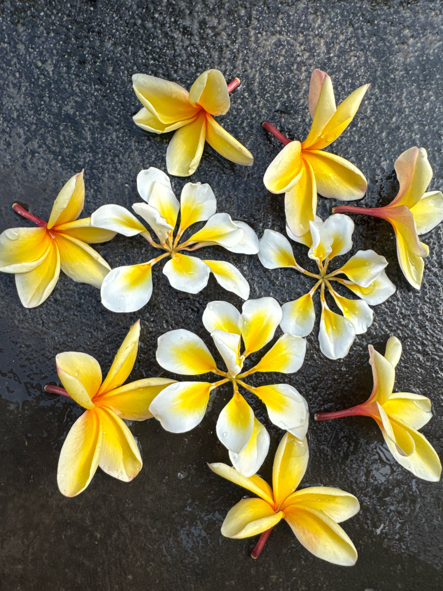 The image displays a collection of plumeria flowers, also known as frangipani, scattered on a dark, wet surface. The flowers exhibit a gradient of colors, predominantly yellow at the center and fading to white towards the petal edges. Some petals also show hints of pink or light orange. There are approximately nine individual flowers or groups of petals visible in the frame. The dark surface appears to be textured, possibly asphalt or wet stone, with visible water droplets and reflections, suggesting an outdoor setting. The lighting indicates a natural light source, casting subtle shadows. The composition is a top-down view of the flowers.
While the image captures a scene that is typical of many tropical locations, there is no specific visual information within the image that definitively places it in Denpasar, Indonesia. The presence of plumeria flowers is common in Bali, and Denpasar is its capital city, so it is plausible that this scene could be from there, but it cannot be confirmed from the visual data alone.