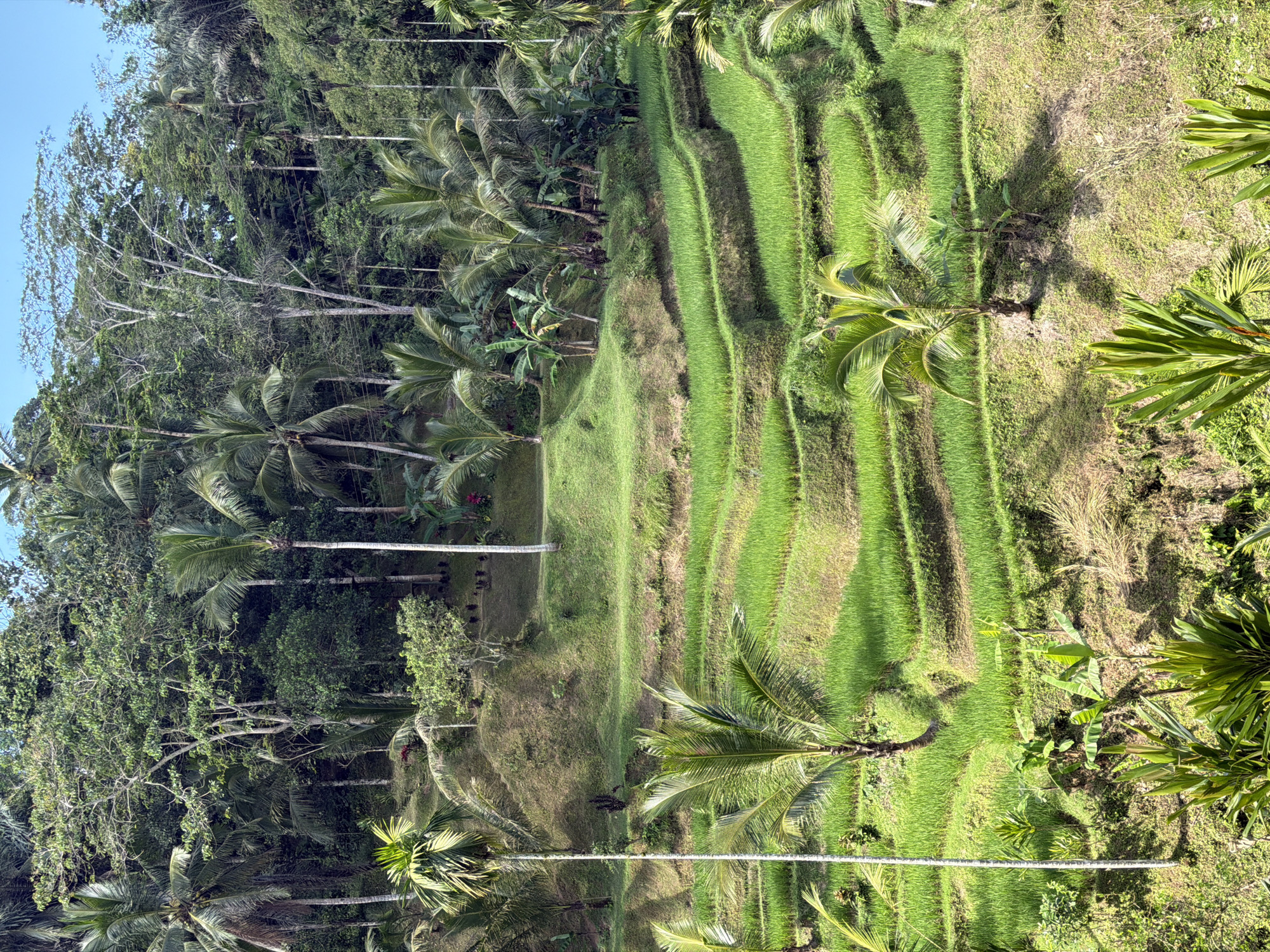 The image shows the Tegallalang Rice Terraces in Tegallalang, Indonesia. The scene is dominated by lush green rice paddies carved into the hillside, forming a series of tiered terraces. Palm trees and other tropical vegetation are scattered throughout the landscape, with a dense forest forming the backdrop. The sky is clear blue. There are no people visible in the image. The terraces appear to be actively cultivated, with young rice plants growing in the water-filled paddies. The sunlight casts shadows on the terraces, highlighting the contours of the landscape.