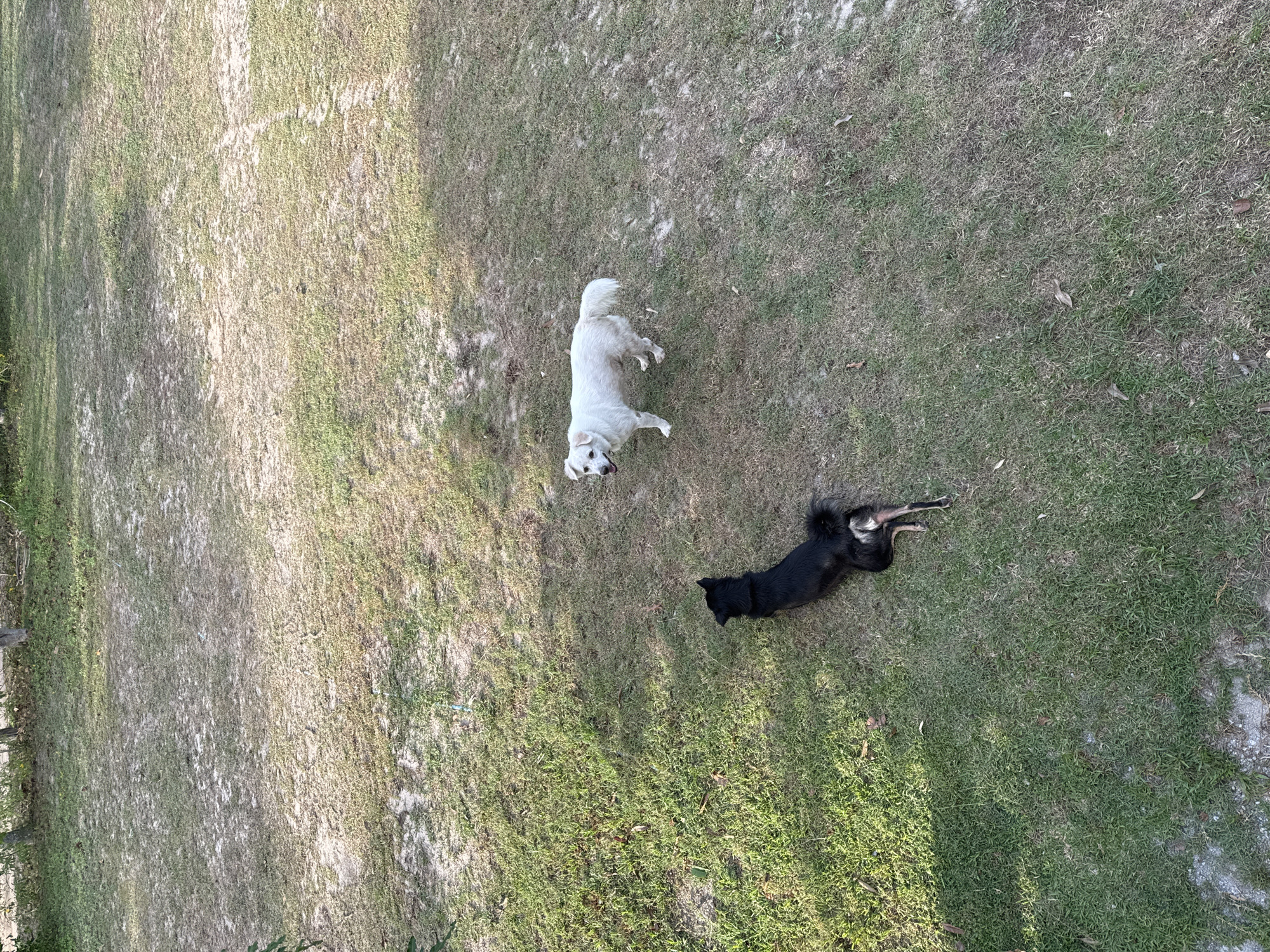 The image depicts a grassy area in Baan Don Sai, Thailand. A white dog stands facing the camera, while a black dog lies down. The grass is patchy, with some bare spots.