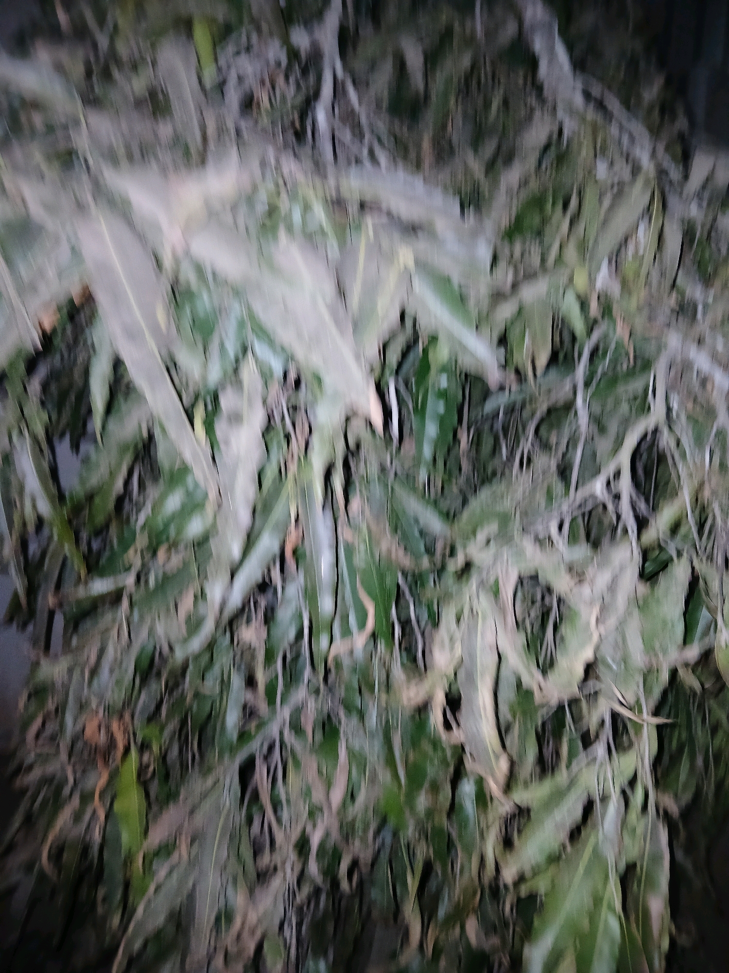 A close-up, blurry photograph depicts a dense cluster of green leaves and thin branches. The foliage is predominantly dark green with some lighter green and brown tones. The image appears to be taken in an outdoor setting, possibly a garden or natural area, given the presence of plant life. The focus is on the texture and arrangement of the leaves and branches, creating a natural, organic pattern. The lighting is dim, suggesting it might be dusk, dawn, or an indoor space with low light conditions. No specific location in Pangkalpinang, Indonesia, can be identified from the image.