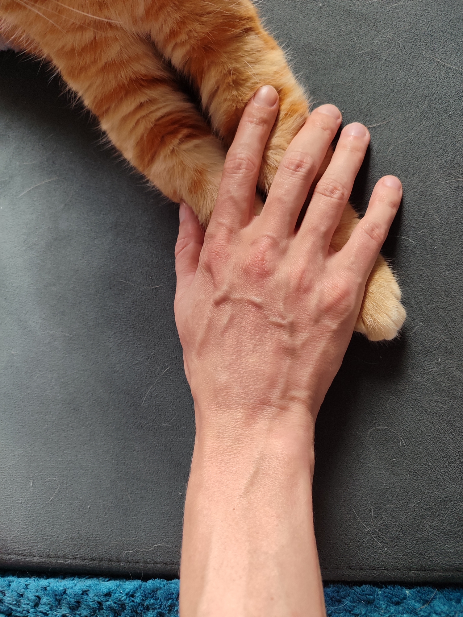 In Chaikovsky, Russia, an orange cat's furred paws are being held by a person's hand. The cat's paws, with visible stripes of darker orange, rest on a dark gray textured surface. The hand, with prominent veins, gently grasps one of the cat's paws while the other paw lies beside it. The background consists of the dark gray surface and a glimpse of a blue fuzzy material at the bottom of the frame. The lighting suggests an indoor setting.