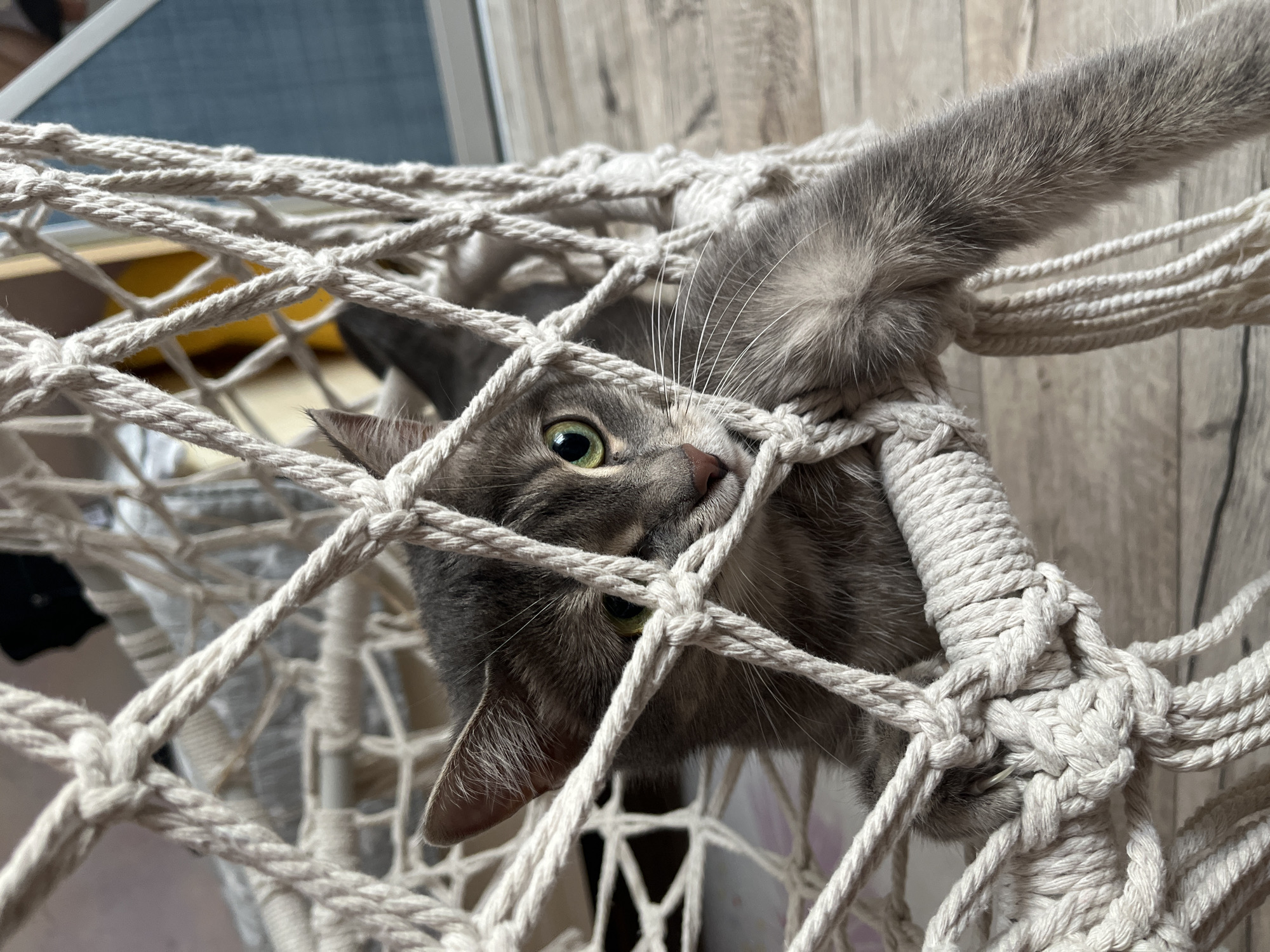 A gray cat is entangled in a white macrame net, with its head and one paw visible. The cat has green eyes and a pink nose. The background includes a light wood-paneled wall and a hint of a window. The location is Chaikovsky, Russia.