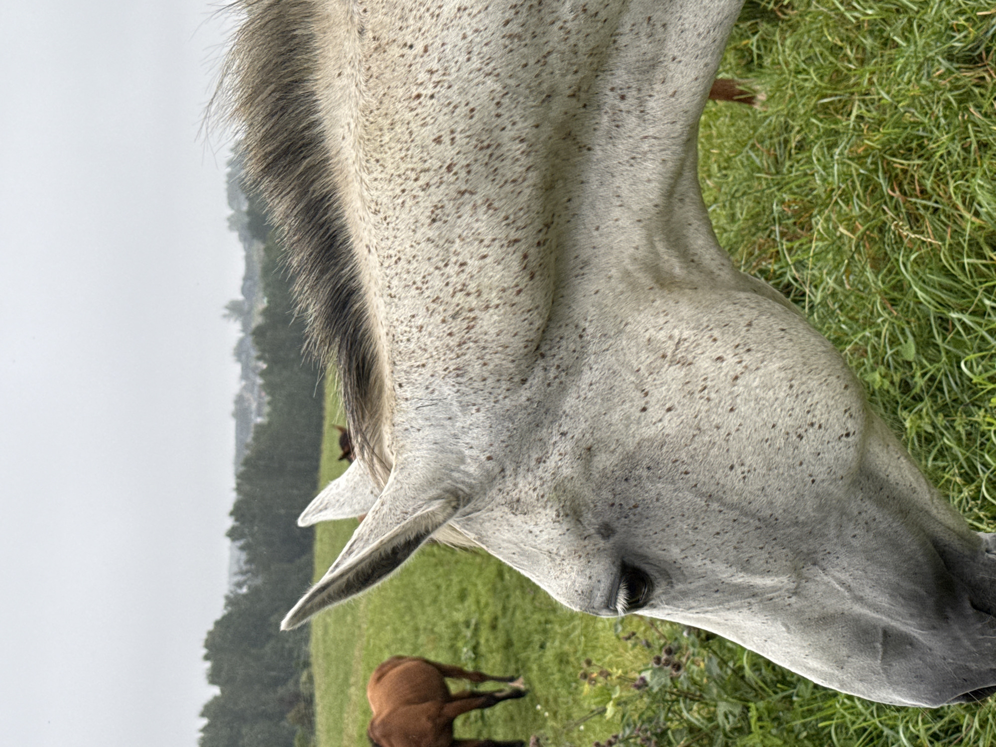 In the city of Aukštieji Rusokai, Lithuania, on a cloudy day, a close-up shot focuses on the head and neck of a dappled grey horse. The horse's eye is visible, and its mane is dark. In the background, out of focus, a brown horse stands in a green pasture. Further in the distance, a line of trees forms the horizon, with hints of buildings peeking through. The scene is set in a rural, natural environment.