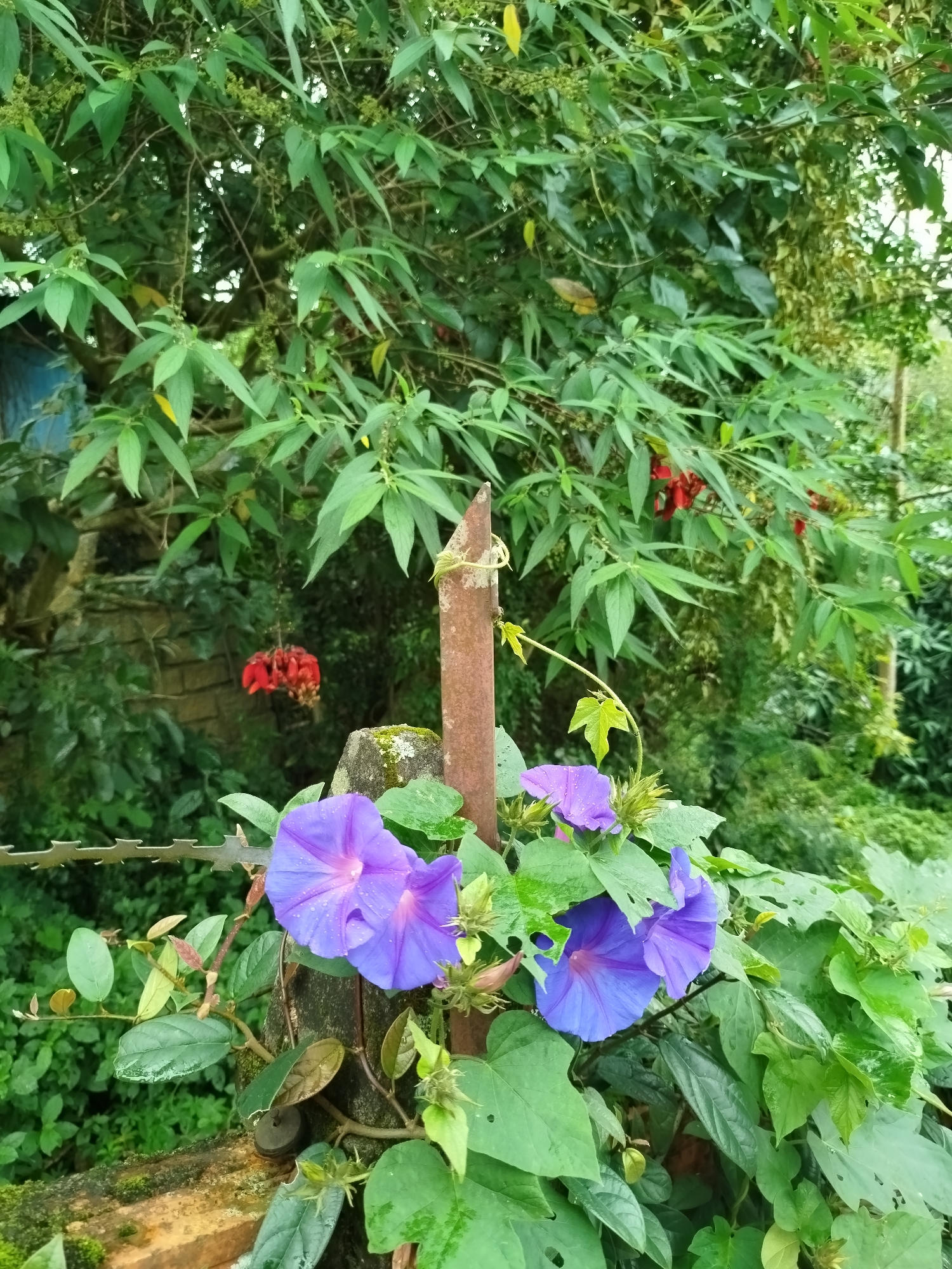 A cluster of vibrant purple morning glory flowers are in bloom, clinging to a rusted metal post and a moss-covered stone. These delicate blossoms, with their trumpet-shaped petals, are wet, suggesting recent rain. Surrounding them is lush green foliage, with leaves ranging from deep emerald to lighter shades. In the background, a dense canopy of trees forms a verdant backdrop, punctuated by a few clusters of bright red flowers. A weathered brick wall and a barbed wire fence are partially visible, hinting at the edge of a property. The scene is set outdoors, likely in a garden or along a fence line in Da Lat, Vietnam, a city known for its abundant natural beauty and flowers.