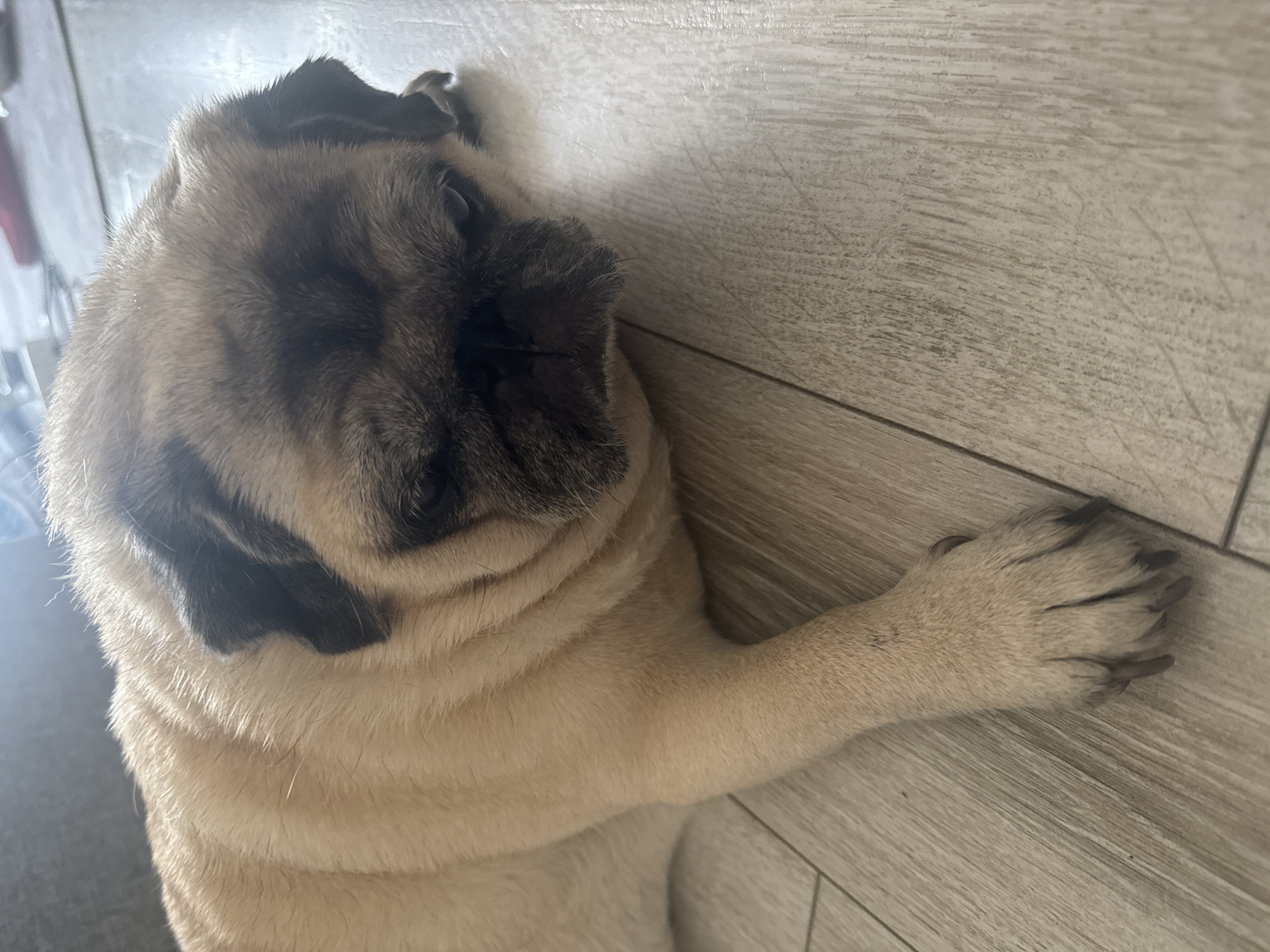 A pug dog is lying on a wooden floor. The dog is facing to the right and its head is resting on the floor. The dog's fur is light brown with some black markings on its face and ears. The floor is made of light-colored wooden planks with a visible wood grain pattern. The lighting in the image suggests an indoor setting with natural light coming from the left. The background is blurred and out of focus, but it appears to be a domestic environment. There is no information to determine the location in Bishkek City, Kyrgyzstan.