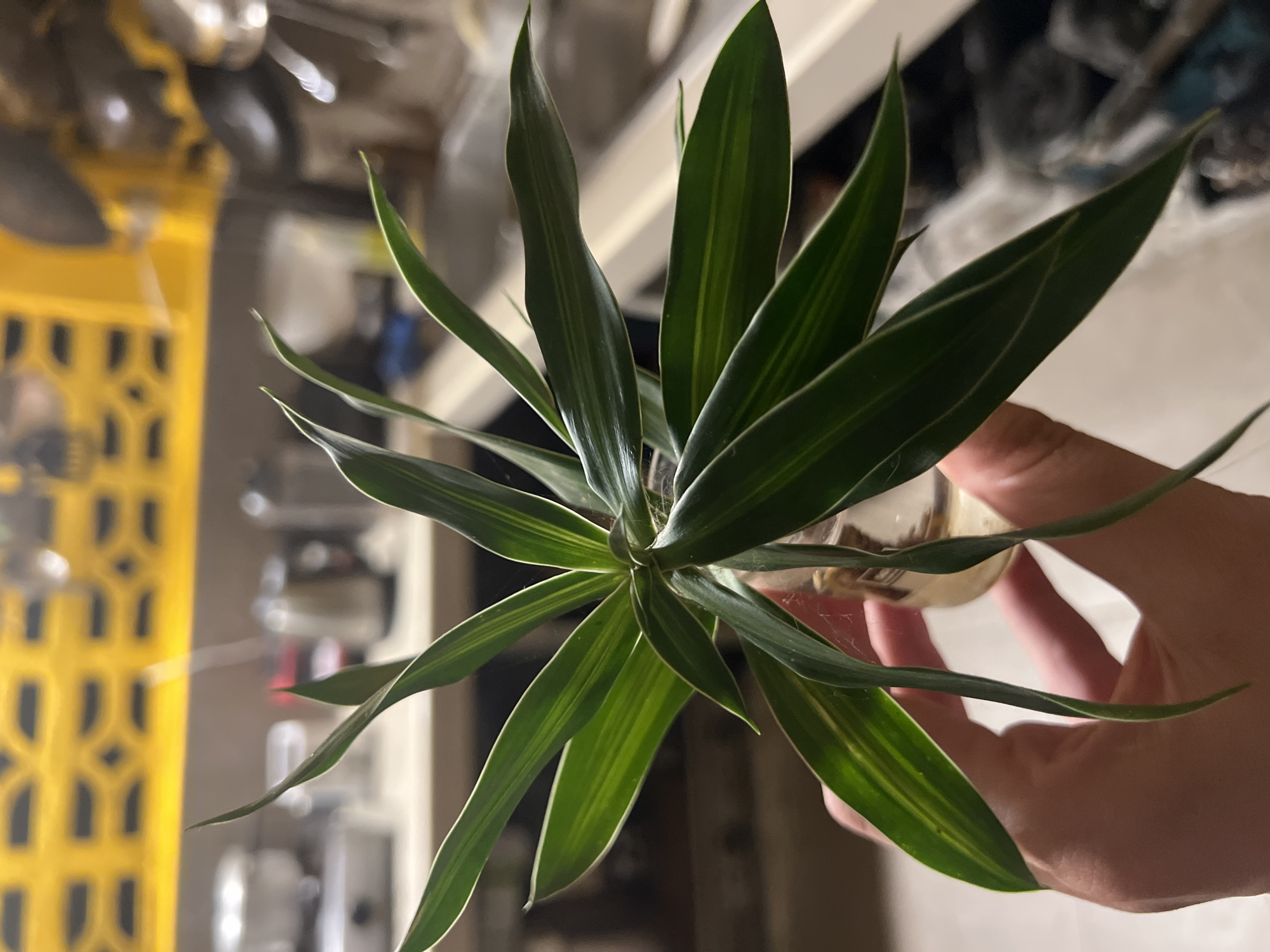 A close-up, eye-level shot shows a hand holding a glass jar with a plant cutting in water. The plant has long, green, striped leaves radiating outwards. The background is blurred but shows a yellow patterned wall, kitchen appliances, and countertops. The scene appears to be indoors, likely a kitchen.