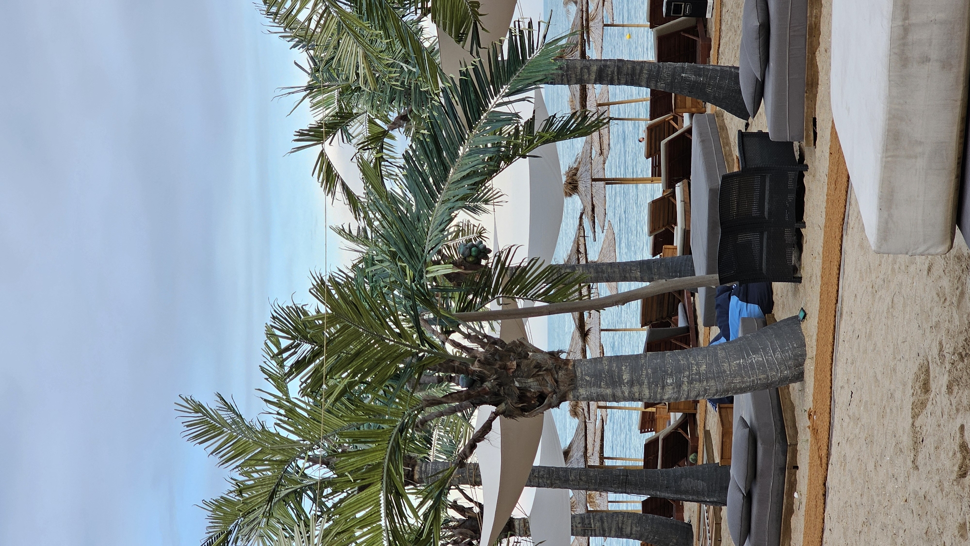 The image depicts a beach scene with palm trees and lounge chairs. In the foreground, several lounge beds are arranged on the sand, some with pillows. Behind them, more lounge chairs and thatched umbrellas are visible, stretching towards the ocean. The ocean water is calm and blue, with a clear sky above. There are no people prominently featured in the image, though a distant figure can be seen in the water. The overall impression is of a tranquil, resort-like atmosphere. This scene is likely located on the beach of Varna, Bulgaria, a popular coastal city known for its resorts and beaches.