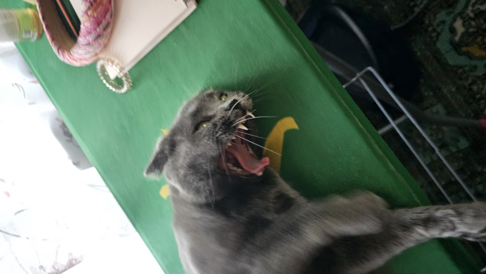 A grey cat is captured mid-yawn, its mouth wide open, revealing its tongue and sharp teeth. The cat lies on a vibrant green surface, possibly a mat or a tablecloth, which has a yellow stylized pattern of what appears to be a lightning bolt or a flame on it. In the upper left corner, out of focus, are some items including a pink and white striped object, a white notebook or paper, and a bottle. To the right of the cat, the background is dark and out of focus, with some metallic-looking bars visible, suggesting a cage or a rack. The lighting appears to be indoor. The image is slightly blurry and has a tilt, giving it a candid and dynamic feel. The cat's expression is the central focus, conveying a moment of deep sleepiness or a vigorous stretch.