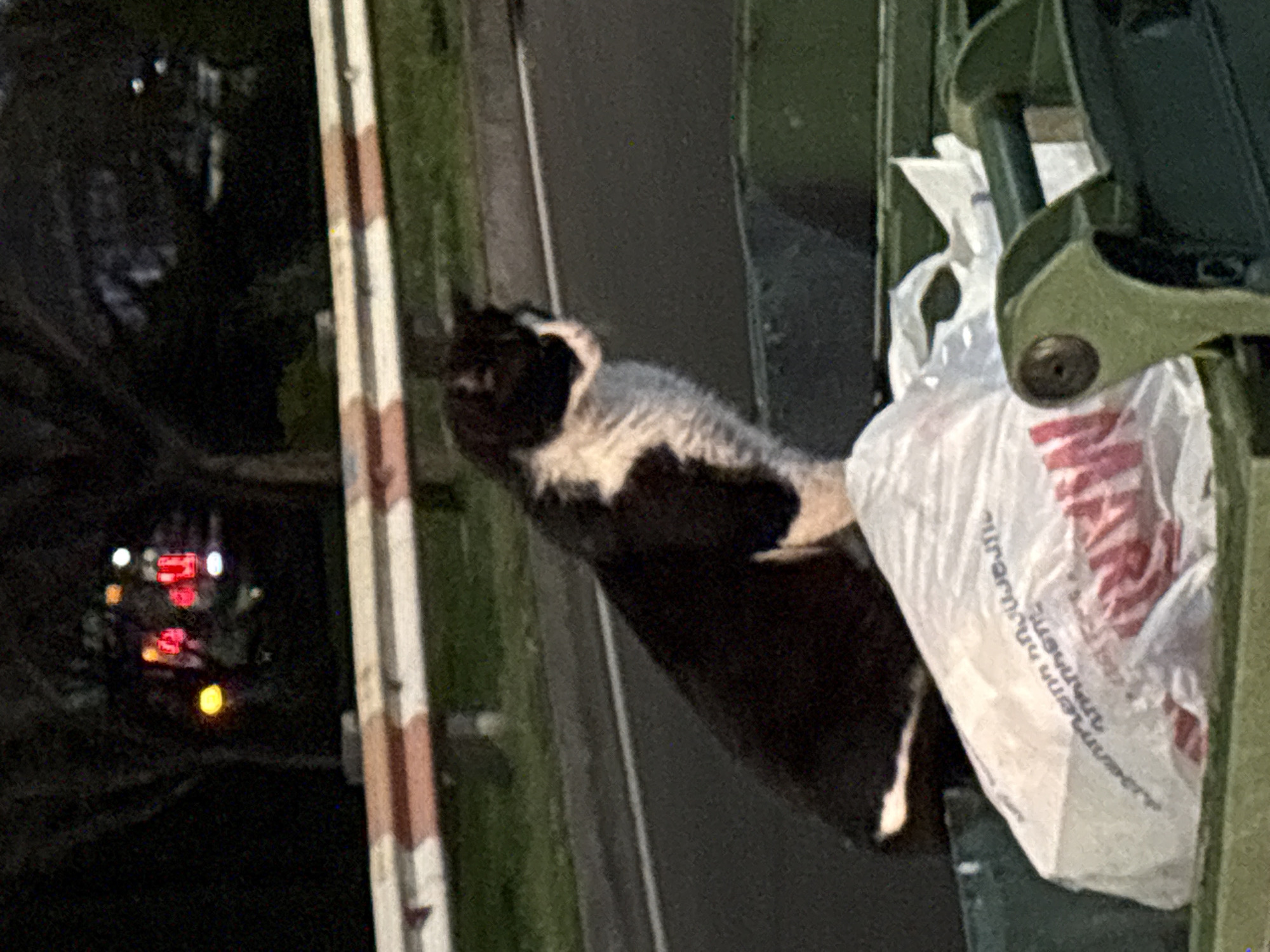 A black and white cat is perched on a metal structure, possibly a bridge or building scaffolding. The cat is next to a white plastic bag. Visible in the background is a street with lights, suggesting an urban setting. Given the text on the bag, "Yerevan," the location is in Yerevan, Armenia.