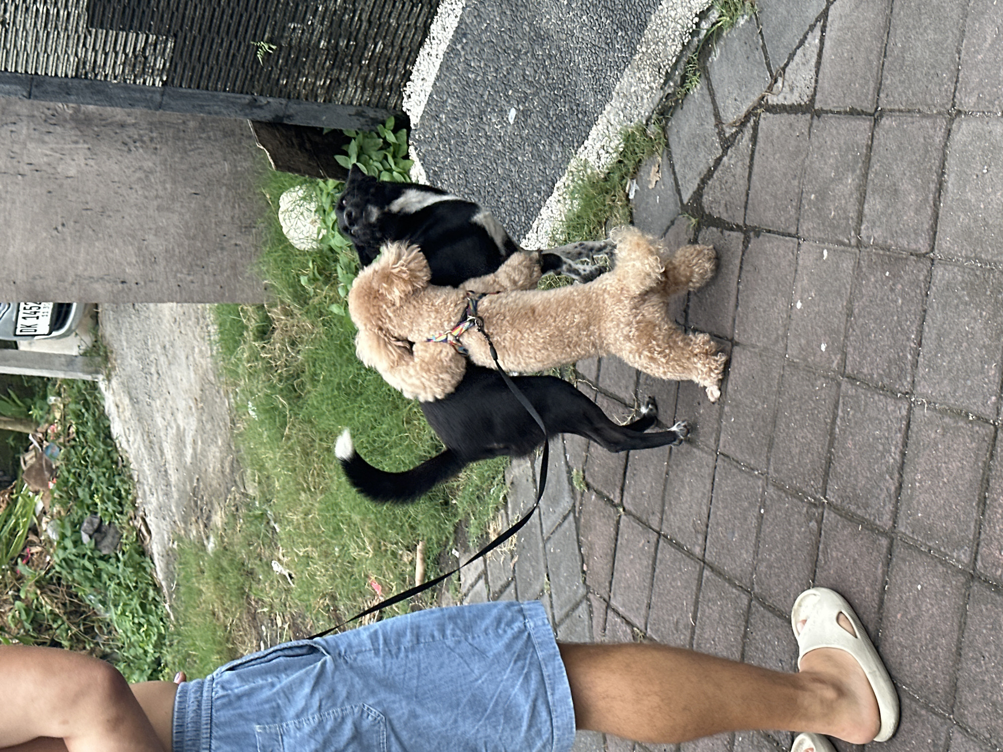 On a brick pathway in Dalung, Indonesia, a person wearing blue denim shorts and a white slip-on sandal holds a black leash connected to two dogs: a black and white dog and a tan poodle. The dogs are interacting closely, possibly playing or greeting each other. The backdrop includes a concrete structure and lush green foliage, suggesting a residential or semi-urban environment.