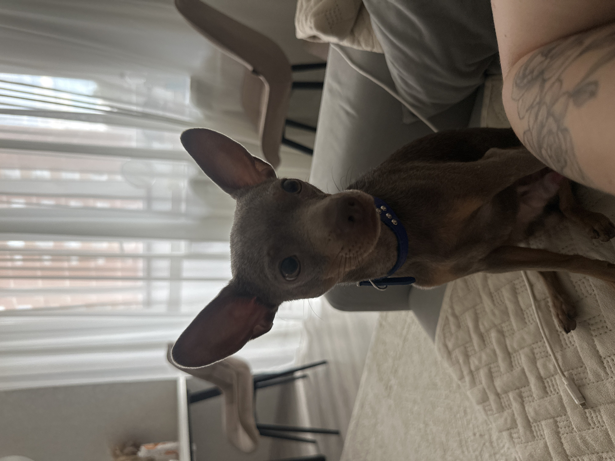 A medium shot captures a small, brown dog with large ears sitting on a light-colored, textured sofa. The dog is facing the camera, its gaze directed forward. A blue collar with silver studs is visible around its neck. The background is softly lit, with sheer white curtains covering a window, revealing a blurred view of a building with brickwork. To the left, a white table with two chairs is partially visible. A white charging cable lies on the rug in front of the dog. In the foreground on the right, a portion of a person's arm with a tattoo of roses is visible. The image appears to be taken indoors in a residential setting, likely an apartment, and is consistent with the urban environment of Chaikovsky, Russia.