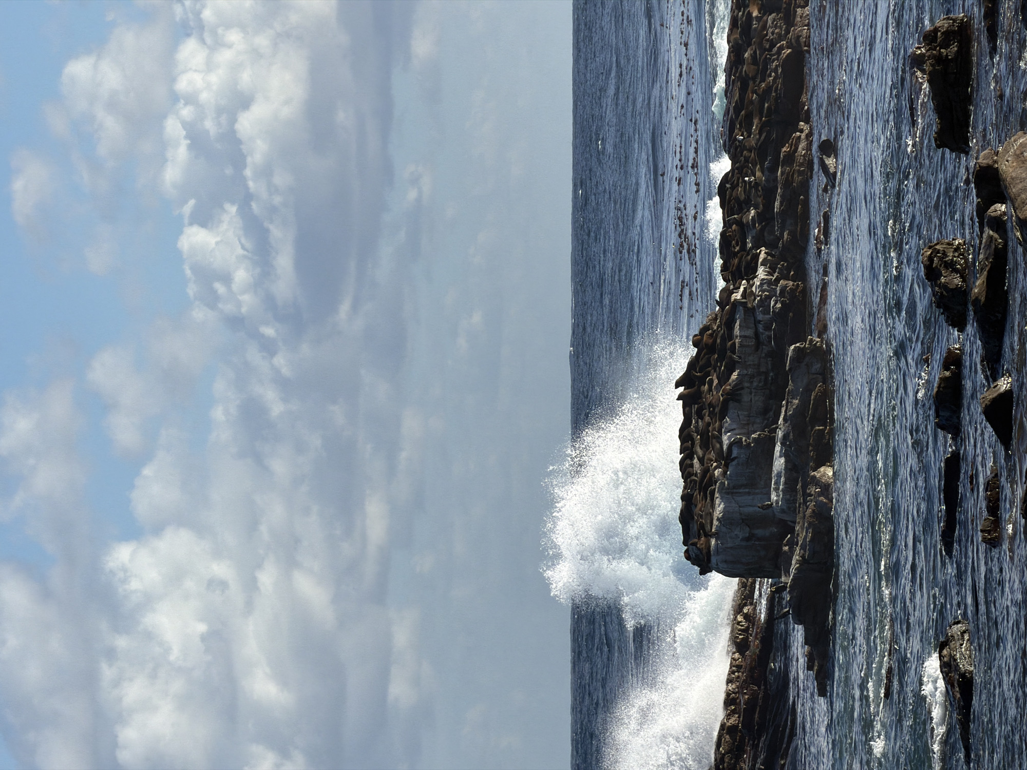 The image captures a vibrant daytime scene of a rugged coastline, likely in Cape Town, South Africa, where a powerful ocean meets rocky shores under a partly cloudy sky. The photograph, though presented in a vertical orientation, depicts a horizontal landscape.
Large waves vigorously crash against the dark, jagged rock formations that dominate the lower half of the frame. White sea spray explodes upwards as the water makes forceful contact with the land, creating a dramatic display of natural power. Clustered along and upon these dark, wet rocks are numerous Cape Fur Seals (or similar marine mammals), which appear as small, dark figures. Many are seen resting or gathered together, seemingly unperturbed by the crashing waves.
The upper portion of the image reveals a bright sky, featuring patches of clear blue alongside large, billowy white and grey clouds. The strong natural light indicates a clear day. The scene vividly portrays the raw beauty of a coastal environment teeming with marine life. There is no visible text in the image.