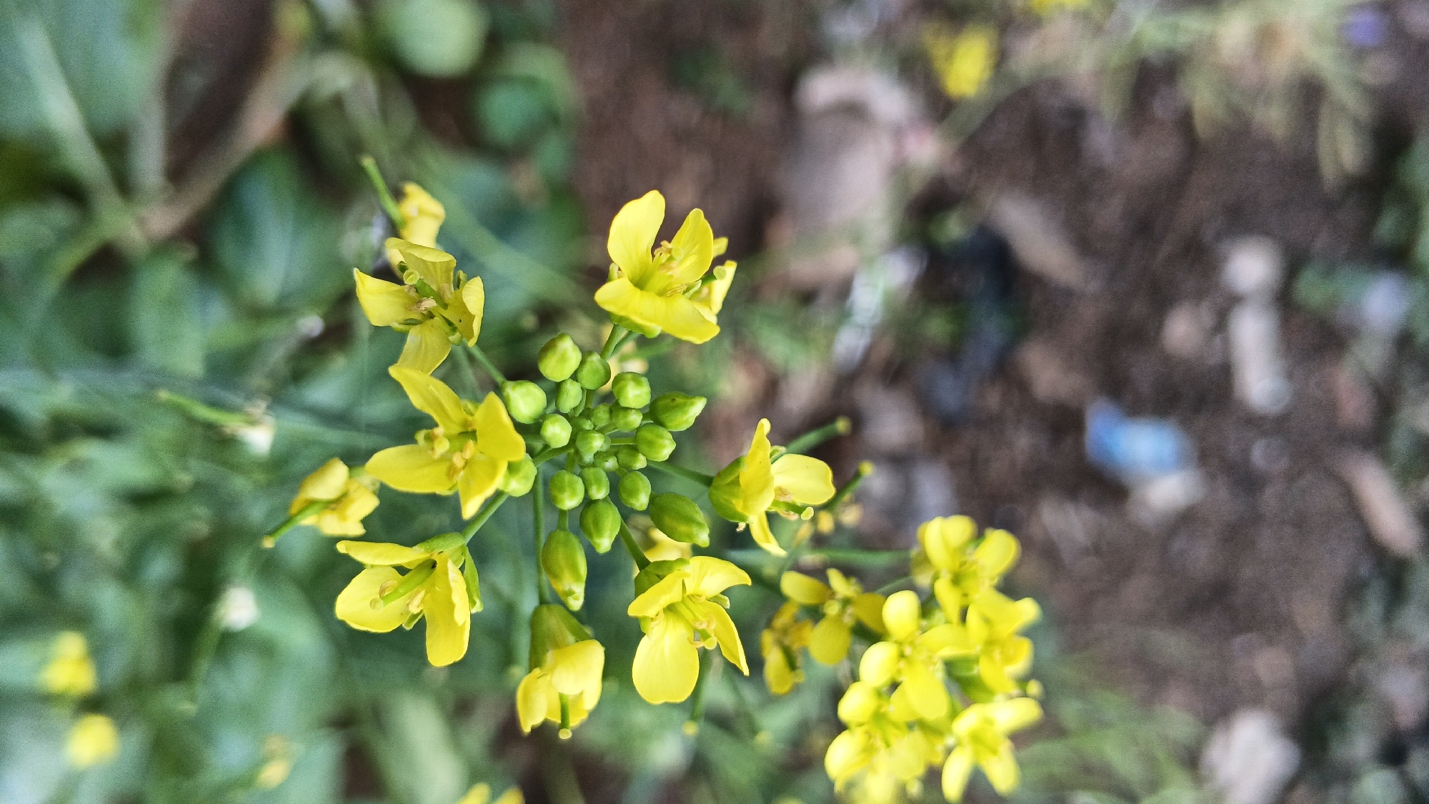 A close-up, high-angle shot focuses on a cluster of small, bright yellow flowers and green buds. The flowers have four petals each and are arranged on thin green stems. Some of the flowers are fully open, while others are still in bud form. The background is softly blurred, with areas of green foliage on the left and a brown, earthy texture on the right. The right side of the background also contains some indistinct, out-of-focus objects, including what appears to be a small piece of blue plastic. The lighting suggests it is daytime.