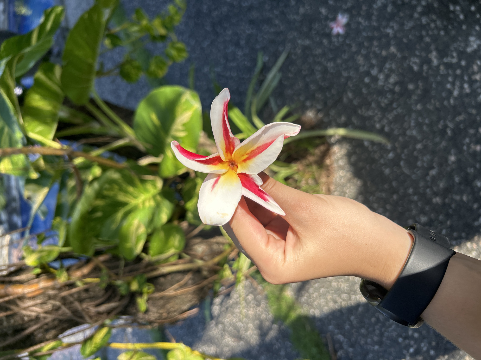 A hand holds a Plumeria flower with white petals, a red stripe along the edge, and yellow center. The hand has pale skin and is wearing a black watch. Behind the hand, there is a potted plant with green and yellow leaves. The ground is asphalt. The image was taken in Kuta Selatan, Indonesia.
