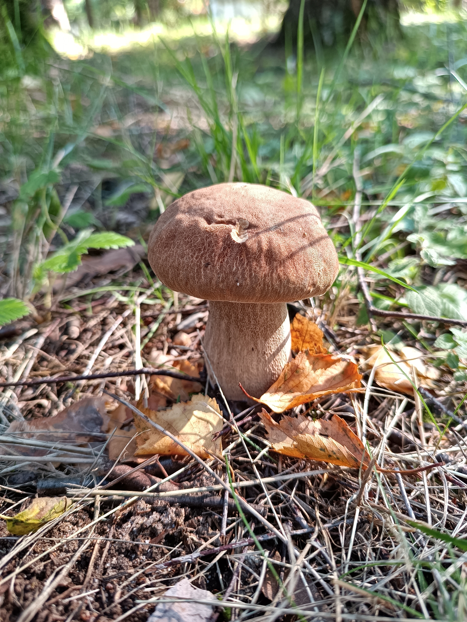 A single brown mushroom with a rounded cap and a thick stem grows among dry leaves, pine needles, and green grass in a sun-dappled forest. The background is blurred, showing more greenery and trees. The scene is indicative of an outdoor natural environment in Bykovo, Russia.