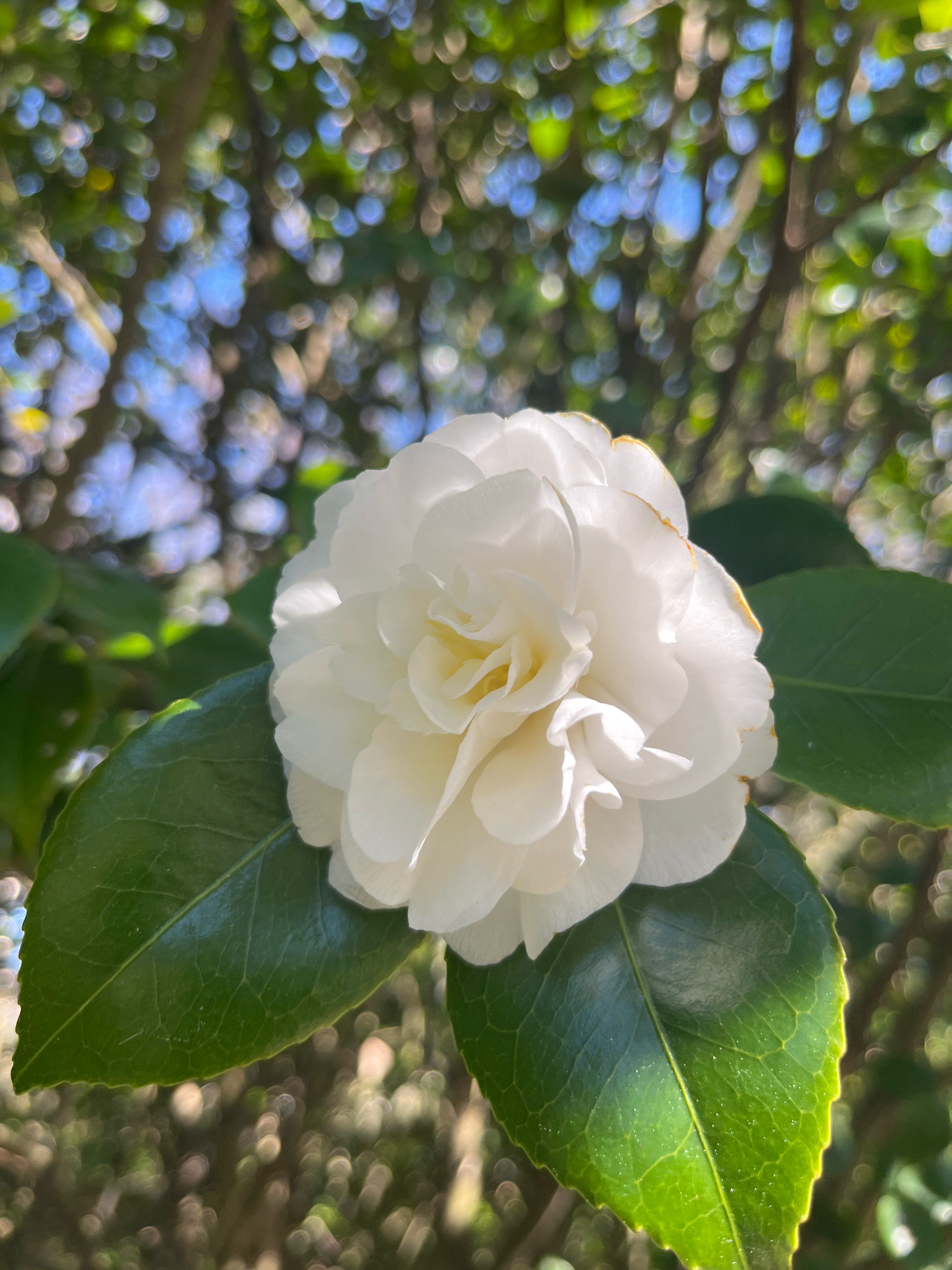 A close-up, vertical shot features a fully bloomed white camellia flower, its petals layered and slightly curled, with a hint of yellow in its center. The flower is positioned in the foreground, slightly off-center to the left, with two prominent, dark green camellia leaves beneath it. The leaves display a visible vein structure and are catching the sunlight. The background is a soft blur of green foliage and bokeh lights, indicating a sunny day with dappled sunlight filtering through trees. The overall impression is one of natural beauty and tranquility. This scene is likely to be found in a garden within Christchurch, New Zealand, such as the Christchurch Botanic Gardens or a private garden.
