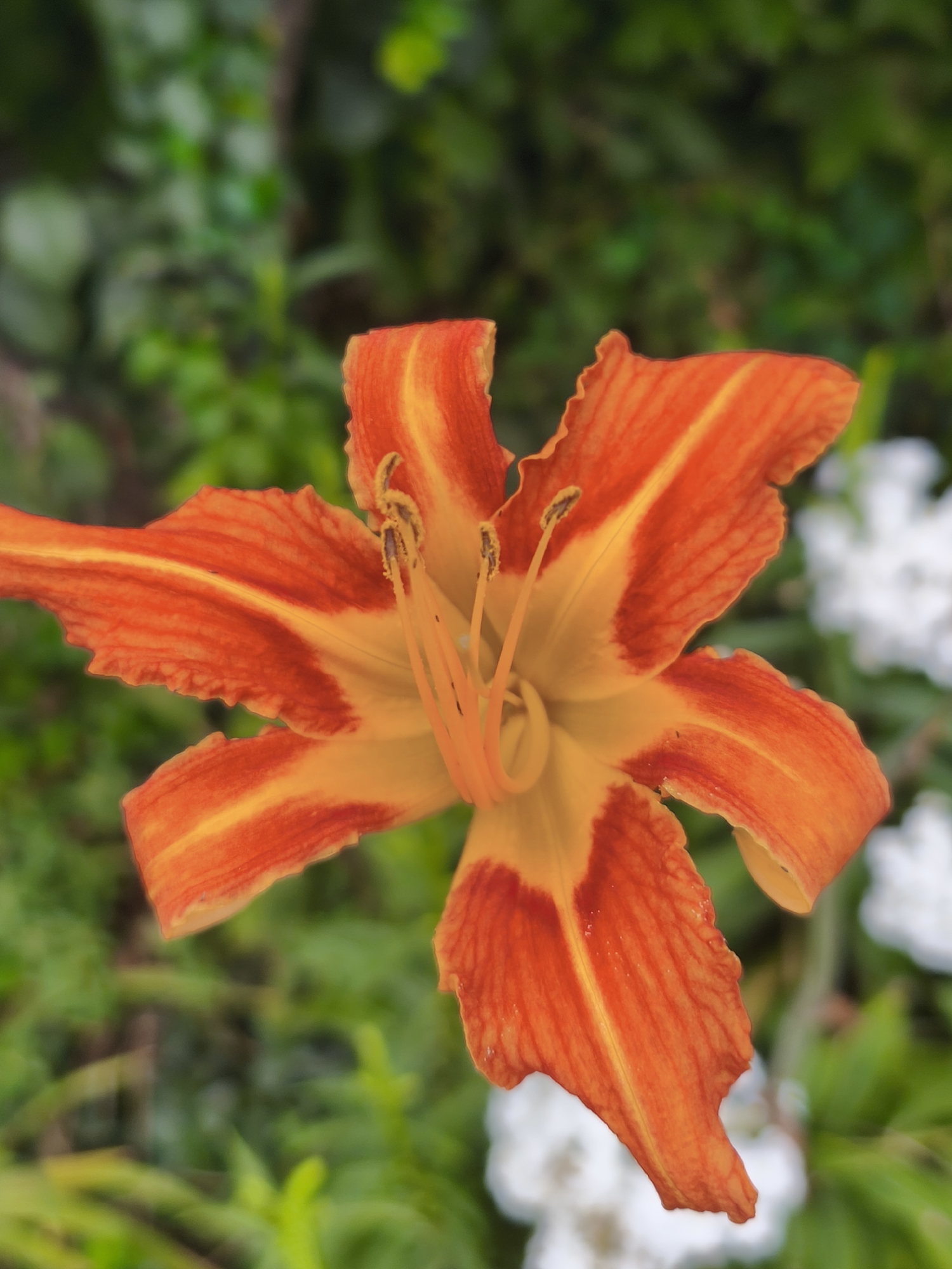 A close-up, vertical shot shows a vibrant orange and yellow daylily in full bloom, centered against a softly blurred background of green foliage and white flowers. The intricate details of the flower's petals, with their delicate veins and slightly ruffled edges, are clearly visible. The stamens and pistil, a lighter yellow, protrude from the flower's center. The lighting suggests an outdoor setting, likely a garden. The image is sharp and detailed, focusing entirely on the beauty of the single flower. No specific location in Asan-si, South Korea can be identified from the image itself.