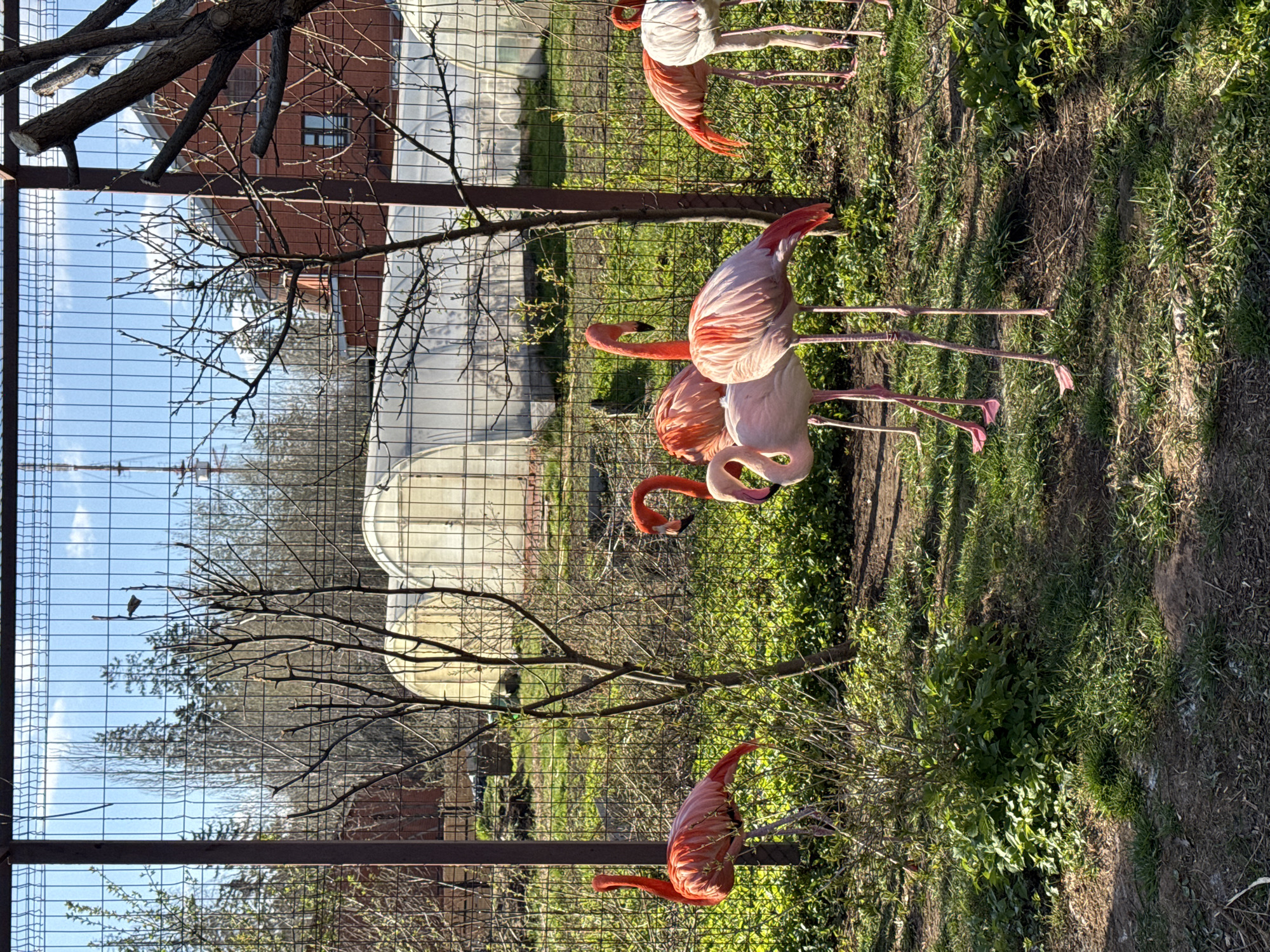 The image depicts a fenced enclosure, likely a zoo exhibit, in Izhevsk, Russia. Several flamingos are visible, some standing and some foraging. In the background, there are buildings, including a brick building and a white greenhouse-like structure. A bare tree stands within the enclosure, its branches partially obscuring the view. The ground cover consists of grass and other vegetation. The scene is bathed in sunlight, creating distinct shadows.