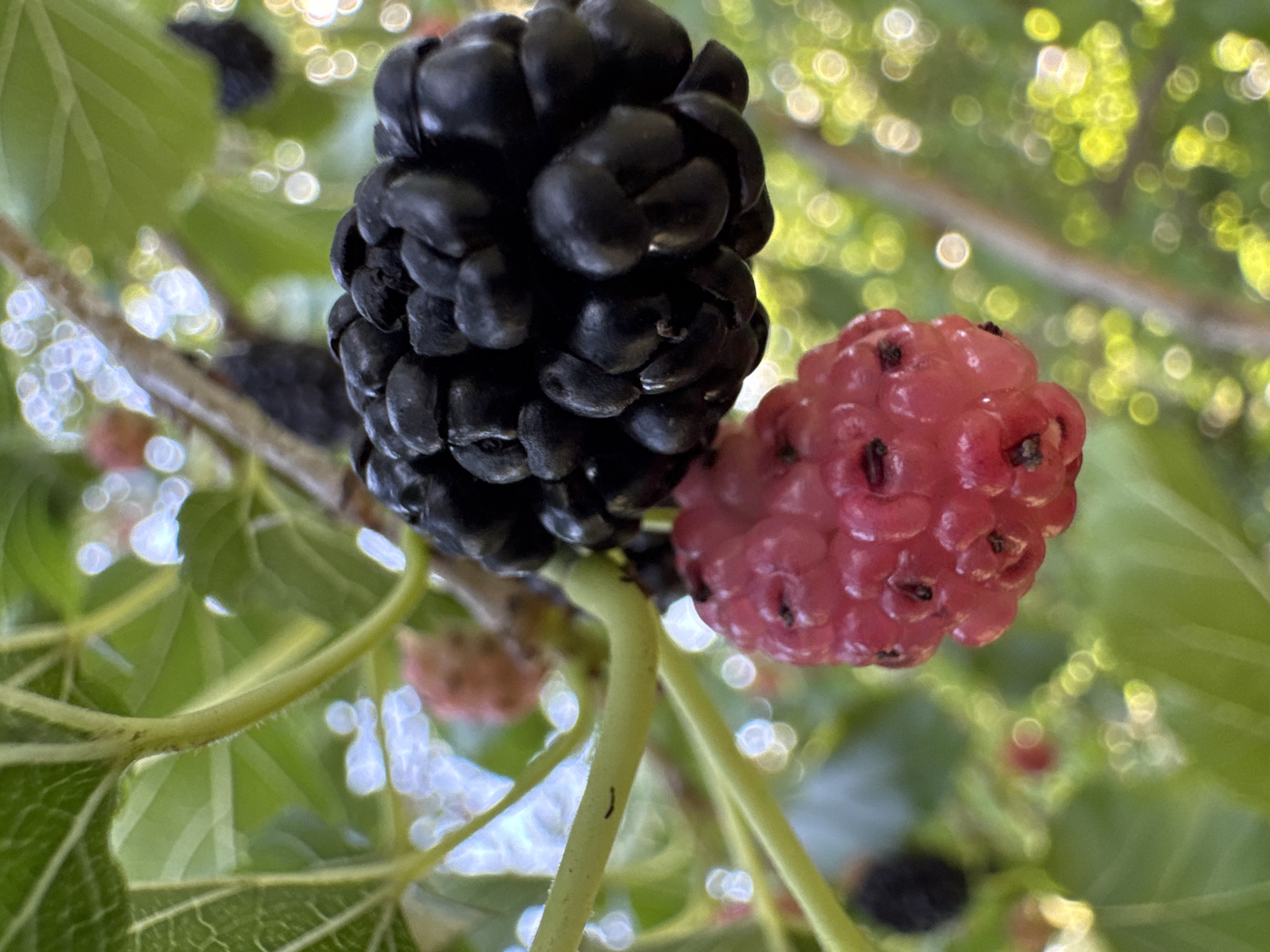 This is a close-up, eye-level, outdoor photograph of ripe and unripe mulberries on a branch in Chervonyi Step, Ukraine. A cluster of black, ripe mulberries is prominently displayed in the upper right portion of the frame, appearing plump and juicy. Below the black mulberries, a single, large, pink, unripe mulberry is visible, its surface textured with small drupelets. The background consists of out-of-focus green leaves and a bokeh effect created by sunlight filtering through the foliage, resulting in soft, circular highlights. The overall lighting suggests a bright, sunny day. There are no people or animals present in the image. The scene depicts a natural, agricultural setting focused on the fruit of the mulberry tree.