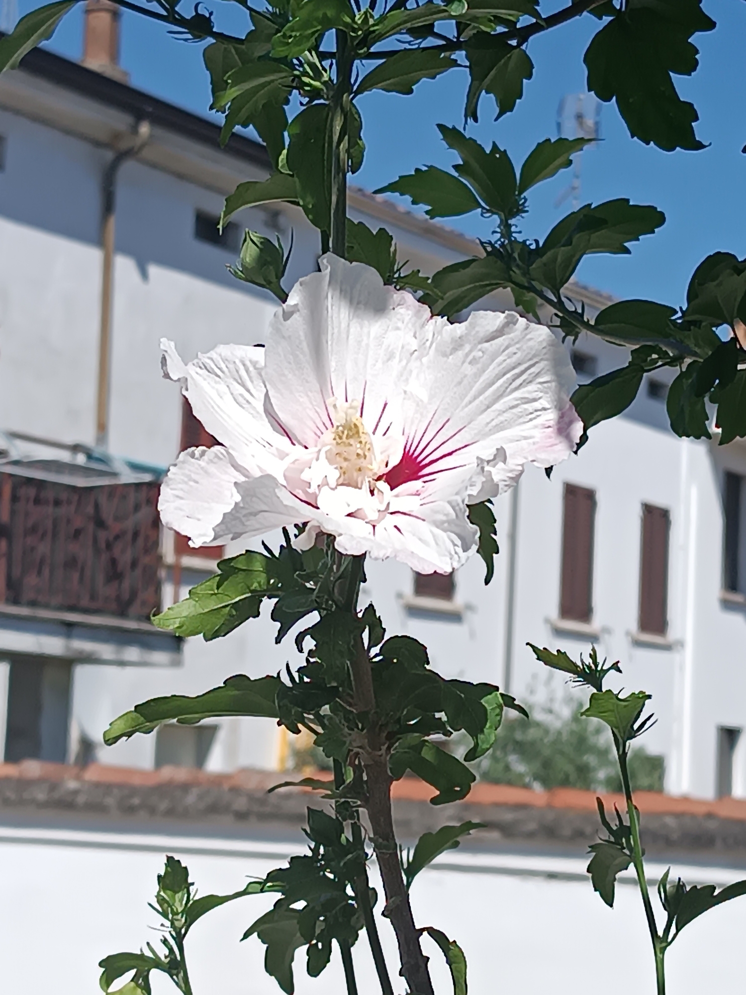The image presents a detailed view of a large, white hibiscus flower with prominent reddish-pink veins radiating from a yellow-cream reproductive structure at its center. The flower is positioned on a stem adorned with several green leaves and developing flower buds. In the background, under a clear blue sky, are multiple white-painted buildings, characteristic of an urban setting in the city of Viadana, Italy. Architectural elements include a brown chimney stack and a downspout on the upper-left building, along with several closed brown window shutters visible on the buildings to the right. Sections of terracotta-tiled roofs are discernible, and a dark, rectangular object, possibly part of an outdoor unit or balcony, is situated on the left side. Faint distant green foliage is visible behind the structures. The scene is brightly illuminated by natural sunlight, casting shadows on the building facades. No individuals or specific actions are depicted.