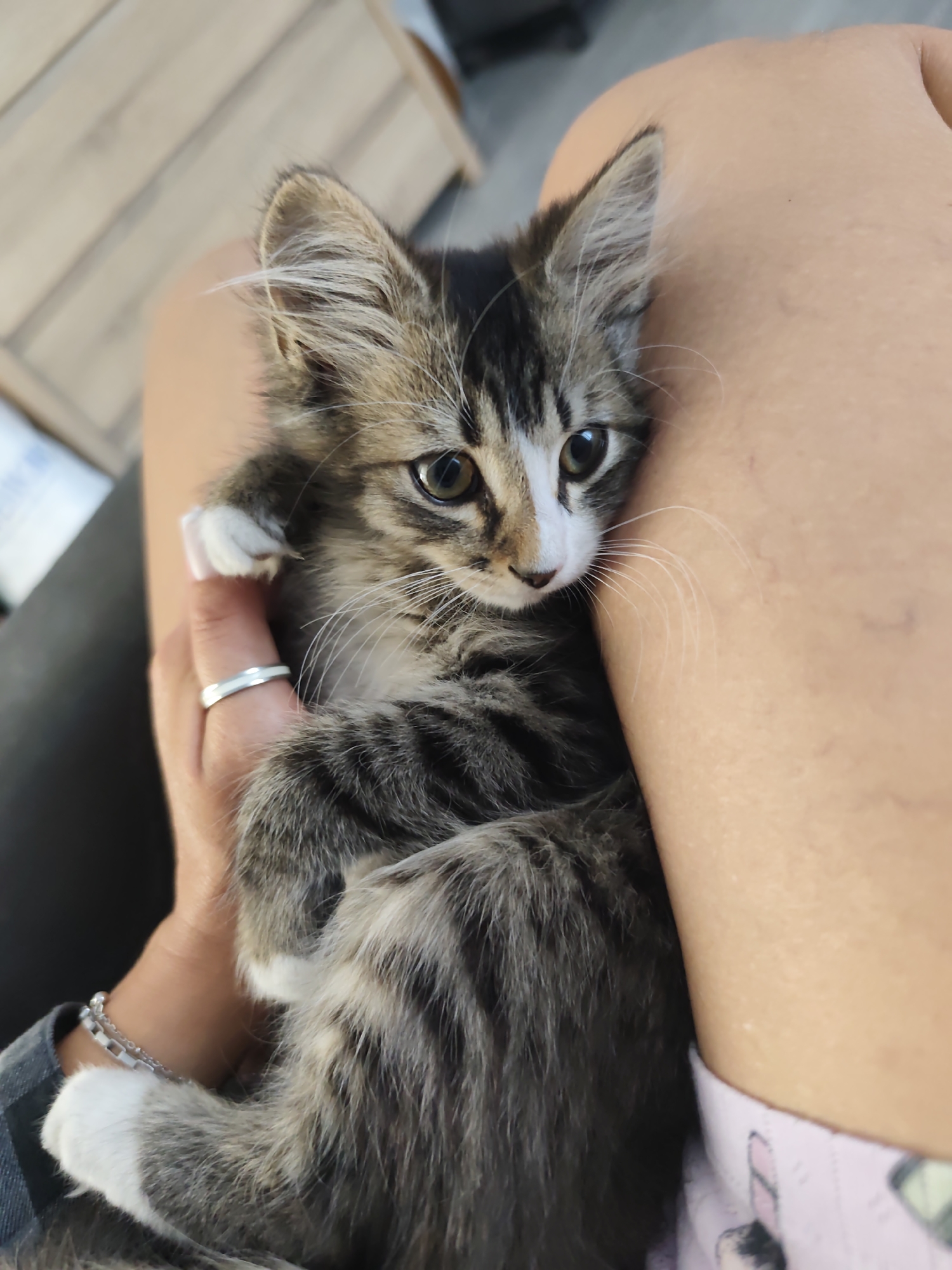 A kitten, nestled in the crook of someone's legs, gazes directly at the camera. The kitten has a tabby coat with white markings on its chest and paws, and its large, green eyes are framed by dark lashes. A person's hand, adorned with a silver ring and bracelet, gently supports the kitten, their fingers adorned with light pink nail polish. The background is softly blurred, but suggests an indoor setting with wooden furniture. The overall impression is one of warmth and tenderness, capturing a quiet moment between a pet and its owner. The scene takes place in the city of Durlești, Moldova.