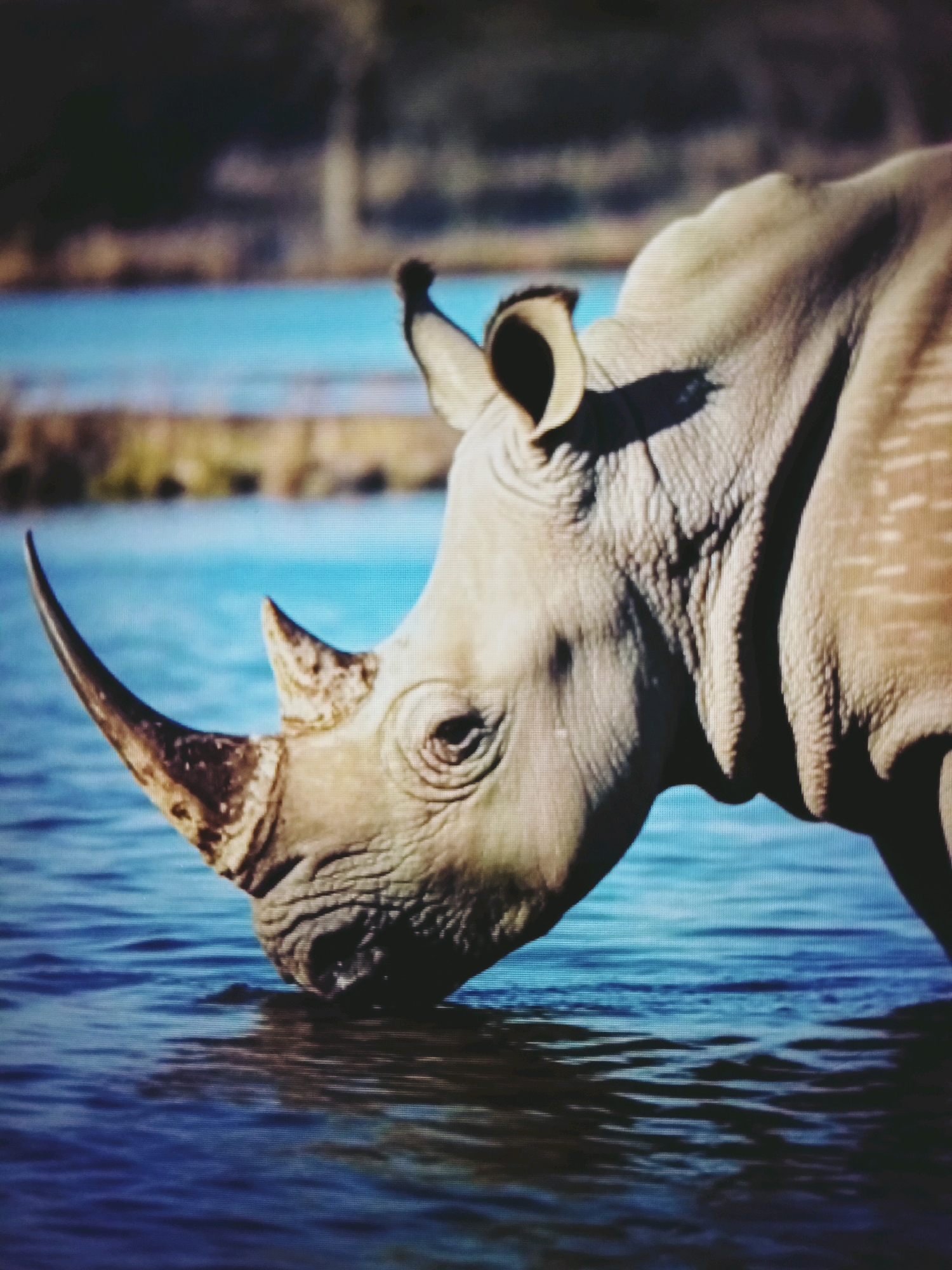 A close-up, side-profile shot captures a rhinoceros partially submerged in blue water, its head and upper body filling the frame. The rhino's skin is a textured, pale beige, with visible folds and creases. Its prominent horn, a dark, pointed shape, juts forward from its snout. One of the rhino's large ears is visible, angled upwards. The water is a vibrant blue, with ripples and reflections suggesting movement. In the background, a blurred landscape features dark trees and lighter vegetation against a hazy sky. The overall scene suggests a wildlife encounter in a natural body of water.