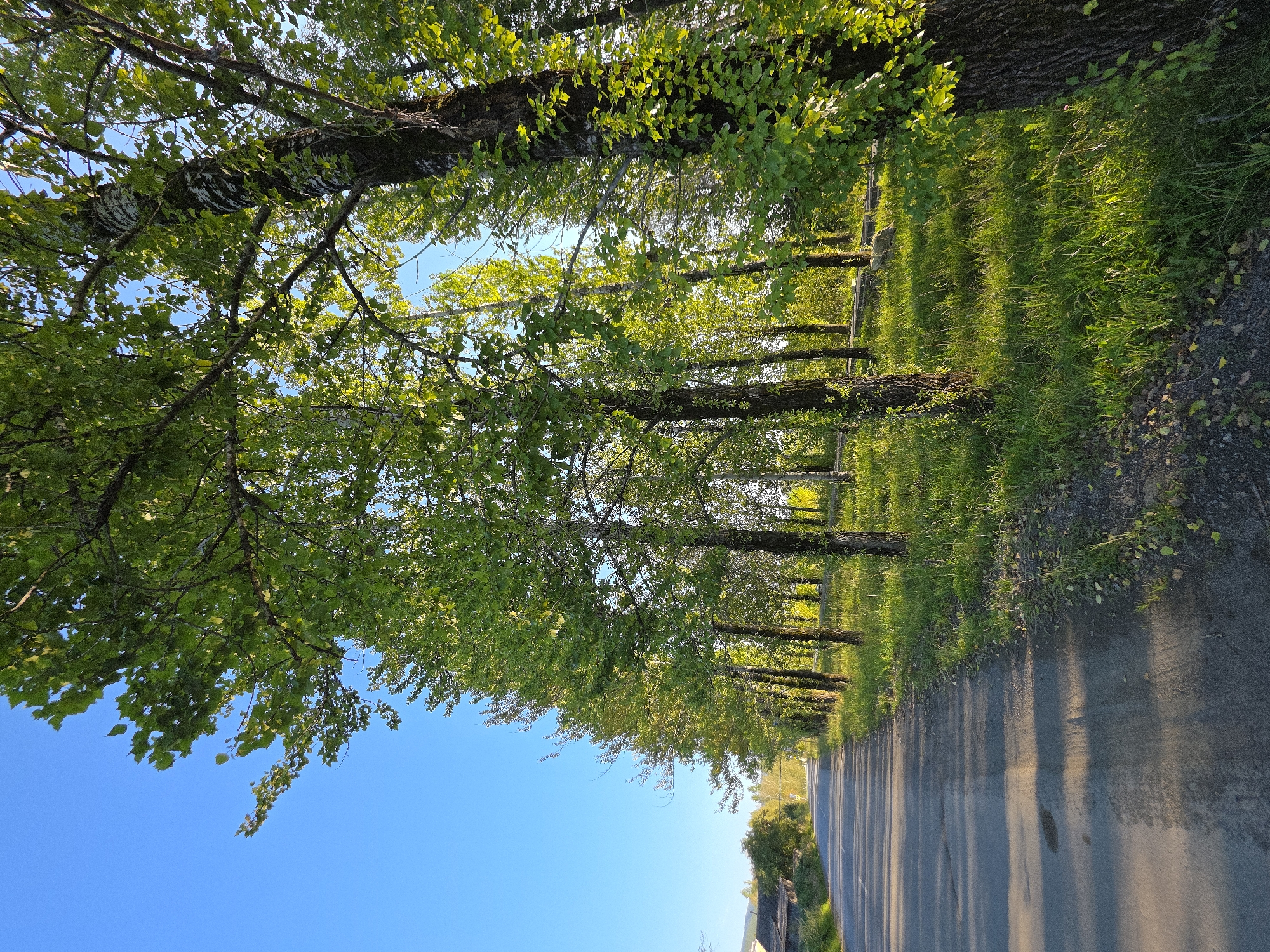 The image depicts a paved road running alongside a row of tall, leafy trees. The trees are on the right side of the road, their green foliage illuminated by sunlight. The road itself is grey and appears to be a quiet, rural or suburban street. Shadows from the trees are cast across the road, suggesting it is either early morning or late afternoon. The sky is a clear, bright blue. In the distance, more trees and some structures are visible, hinting at a settled area. The overall impression is one of a peaceful, natural setting adjacent to a roadway. There are no people or animals visible in the image. The scene is devoid of any distinctive urban features that would specifically identify it as Magnitka, Russia; it is a generic depiction of a tree-lined road.
