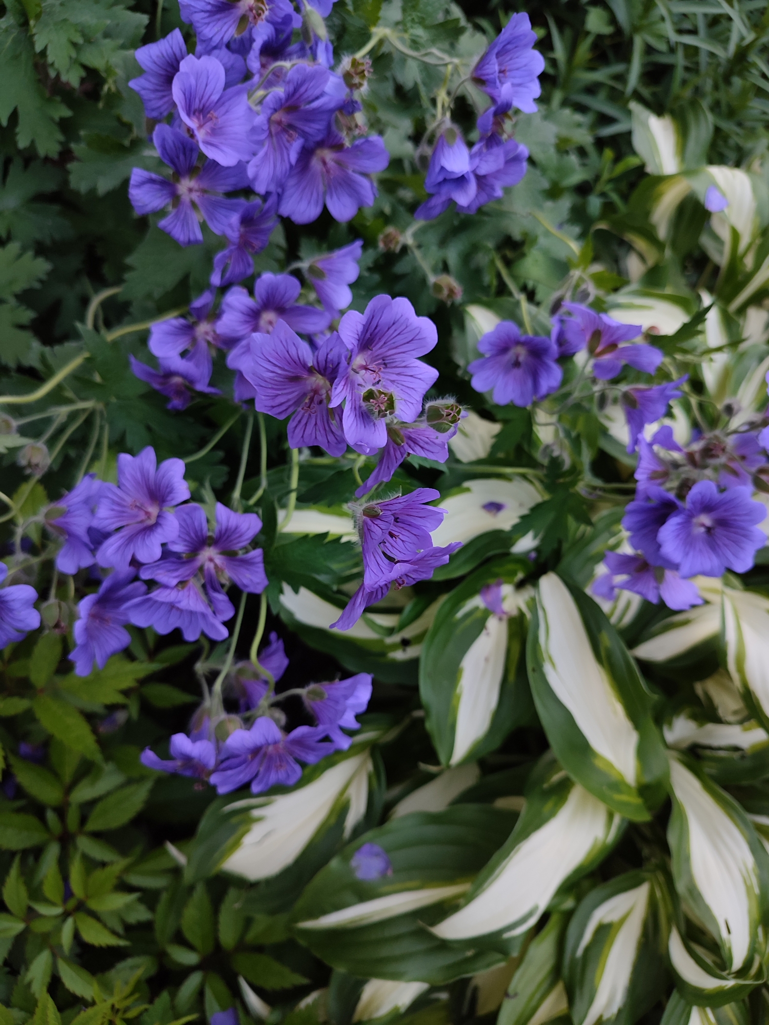This is a close-up, eye-level, outdoor shot of purple geranium flowers in full bloom, situated amongst variegated hosta plants. The flowers are a deep violet color with delicate, darker veining on their petals. They are clustered on thin stems, some of which are partially obscured by the lush green foliage. The hosta leaves are a striking contrast, featuring broad, ovate shapes with a creamy white center edged in dark green. The lighting is soft and diffused, suggesting an overcast day or dappled shade. The scene appears to be a well-maintained garden bed. There are no people or animals visible in the image. The specific location in Vsevolozhsk, Russia, cannot be determined from the visual information alone.