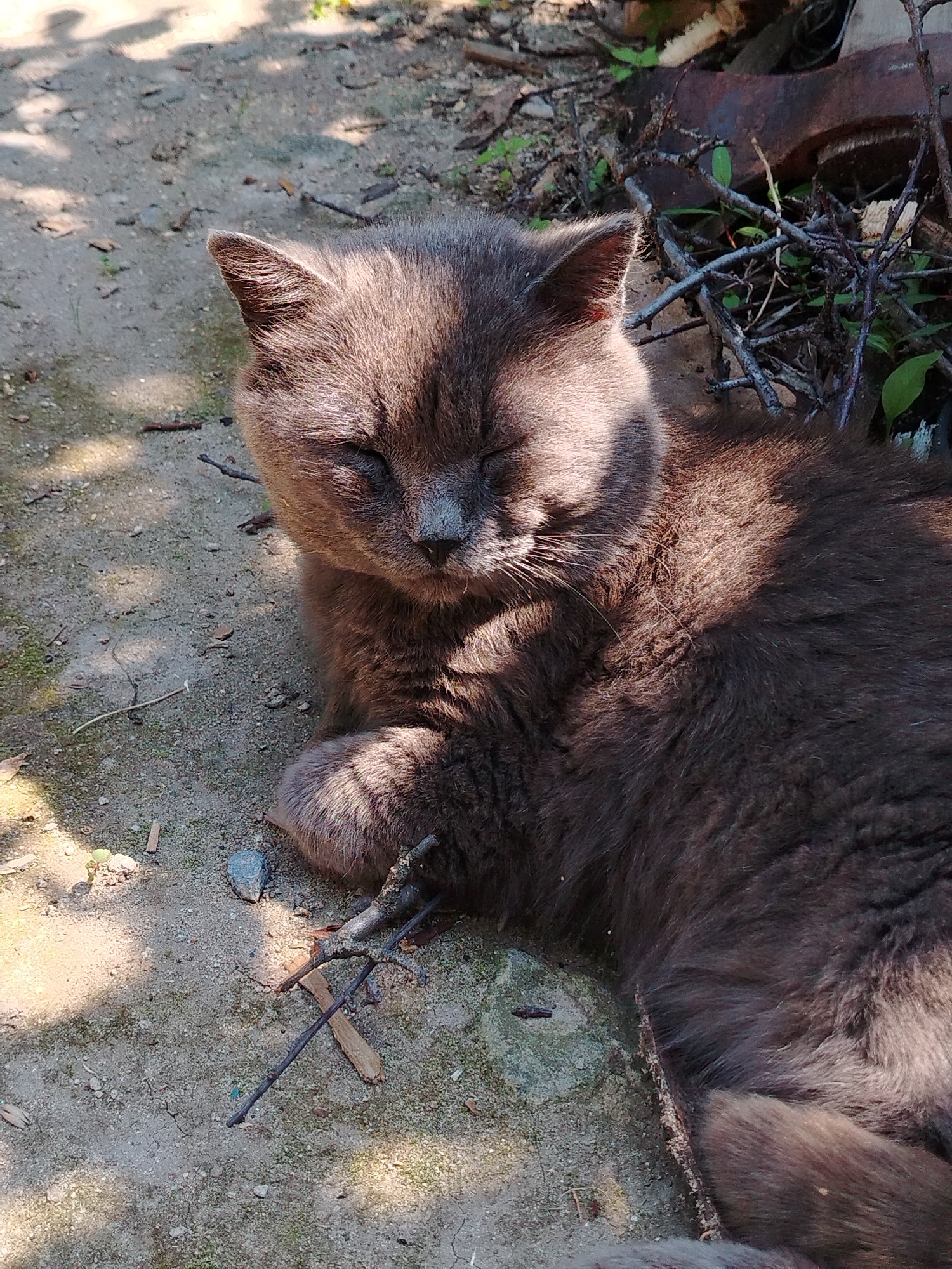 A gray cat is lying down on sandy ground outdoors, with dappled sunlight and shadows falling across its fur. The cat's eyes are mostly closed, and its ears are pointed slightly forward. A few small twigs and dry leaves are scattered around the cat. In the background, there are some larger, dark objects and green foliage, suggesting an outdoor, possibly rural or overgrown, environment. The cat appears relaxed and is lying on its side, with its paws tucked underneath it.