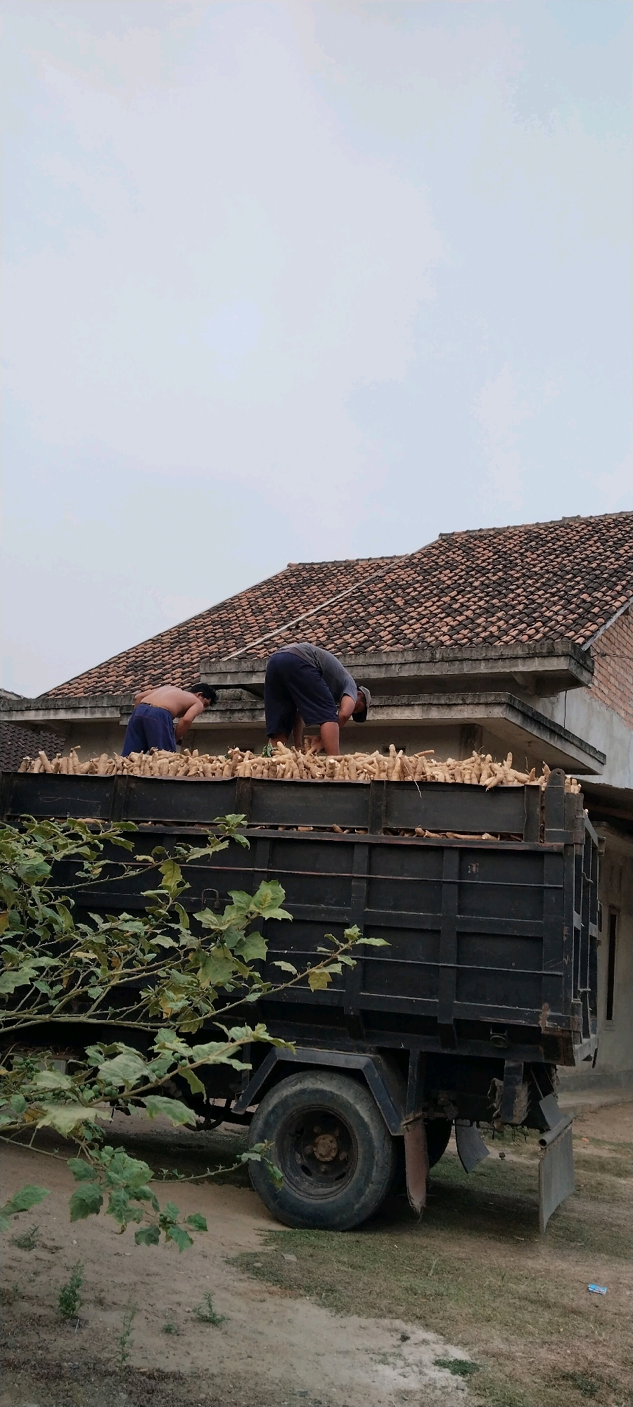 In Tanjung Ratu Ilir, Indonesia, two individuals are positioned on top of a flatbed truck filled with a harvested crop, likely cassava based on the elongated, tuberous shapes visible. One person, wearing blue shorts and no shirt, is bent over and appears to be sorting or arranging the produce. The second individual, dressed in a dark t-shirt and dark pants, is also bent over, facing away from the camera, engaged in a similar activity. The truck's bed is laden with a dense layer of these pale, root-like vegetables, extending nearly to the top. The truck itself is dark-colored and appears to be parked on a dirt and grass surface. Behind the truck, a building with a brown tiled roof is visible, suggesting a rural or semi-rural setting. Green foliage from a plant with broad leaves partially obscures the lower portion of the truck. The sky is overcast and a light grey.