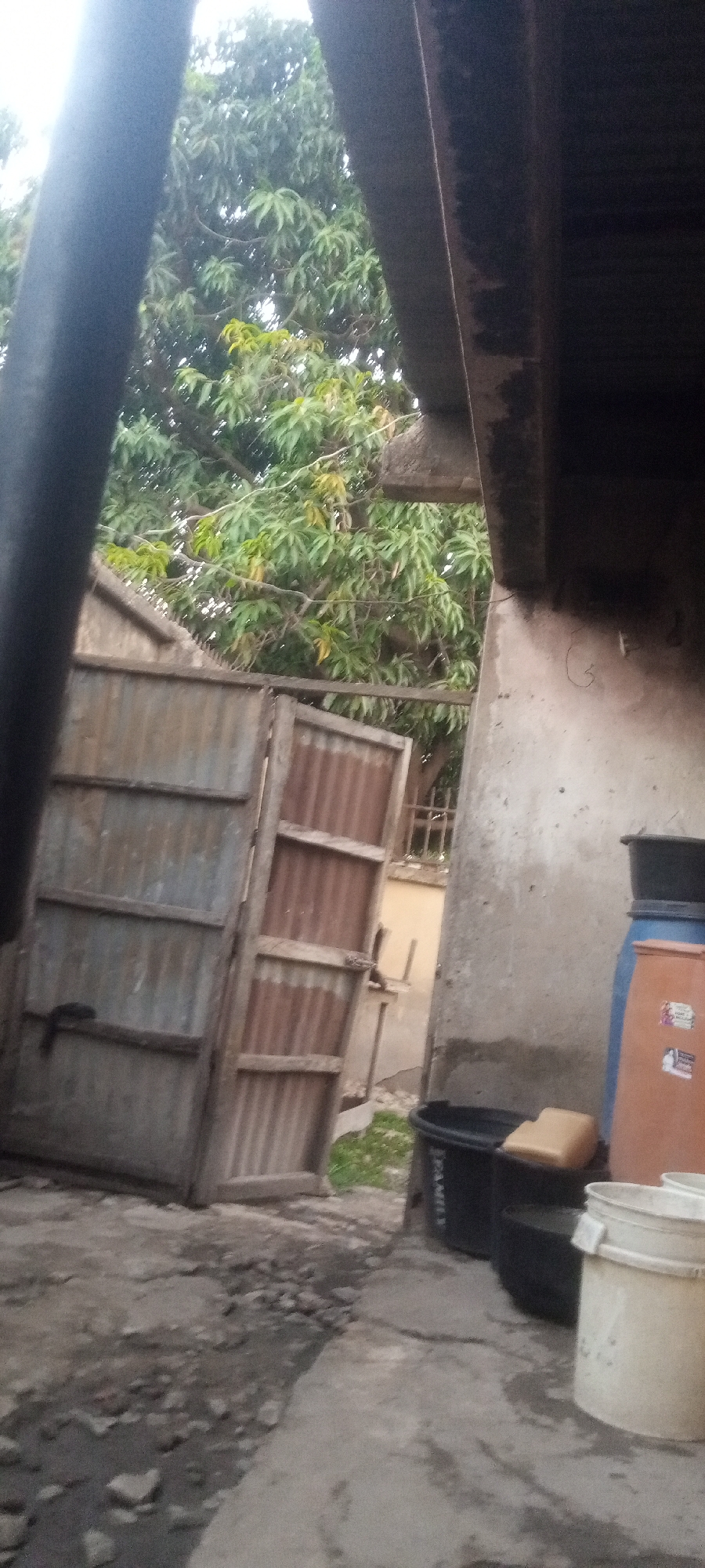 The image shows a cluttered outdoor scene in Yelwa, Nigeria. The foreground features a concrete surface with debris and puddles. To the left stands a weathered, partially open corrugated metal gate with a wooden frame. The gate opens into a brighter area with a building and foliage visible in the background. To the right is a wall with staining, and several plastic containers including a blue and orange barrel, black tubs, and white buckets are clustered against it. A large tree with green leaves is visible above the gate. A section of an overhanging roof structure is seen at the top of the image.