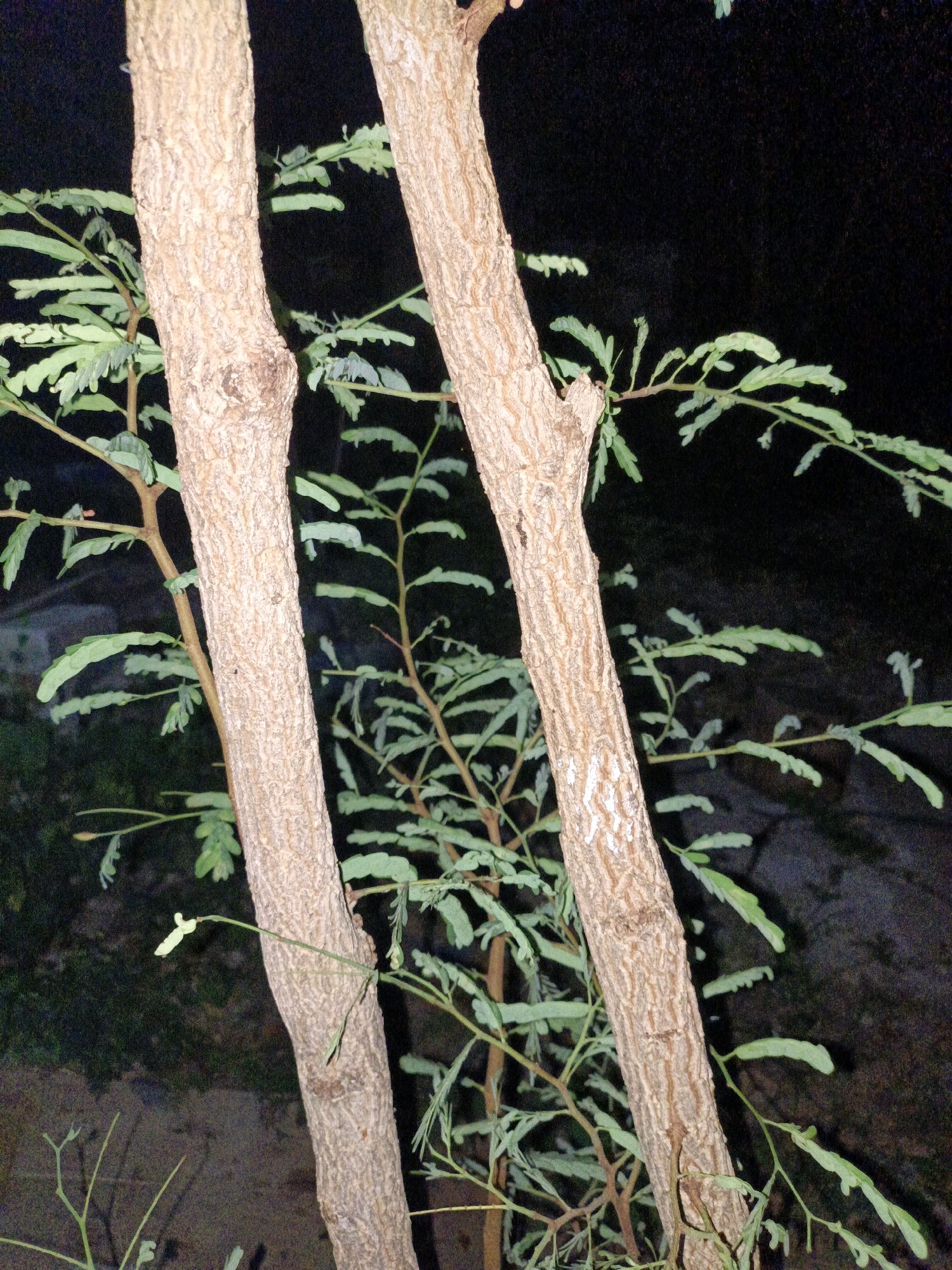 The image depicts two tree trunks with rough, textured bark, illuminated by artificial light against a dark background. One trunk, positioned on the left, is thicker and leans slightly to the right, while the trunk on the right is narrower and stands more vertically. Both trunks have branches with small, elongated green leaves extending outwards. The overall scene suggests an outdoor environment, likely at night, given the darkness and lack of ambient light. There are no people or discernible interactions visible in the image. The location is identified as Cikal, Indonesia.